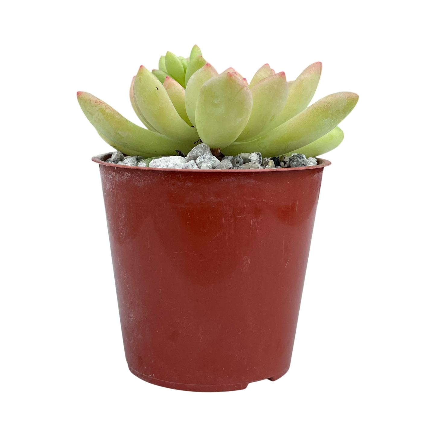 Echeveria amoena