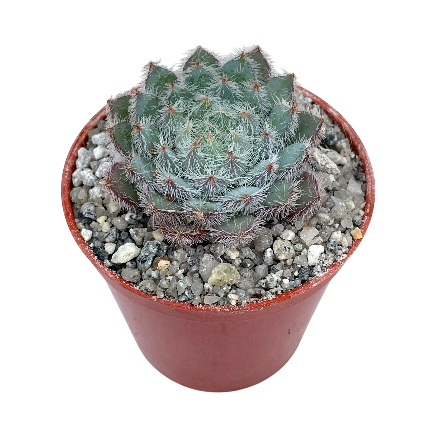 Echeveria 'Tarantula'