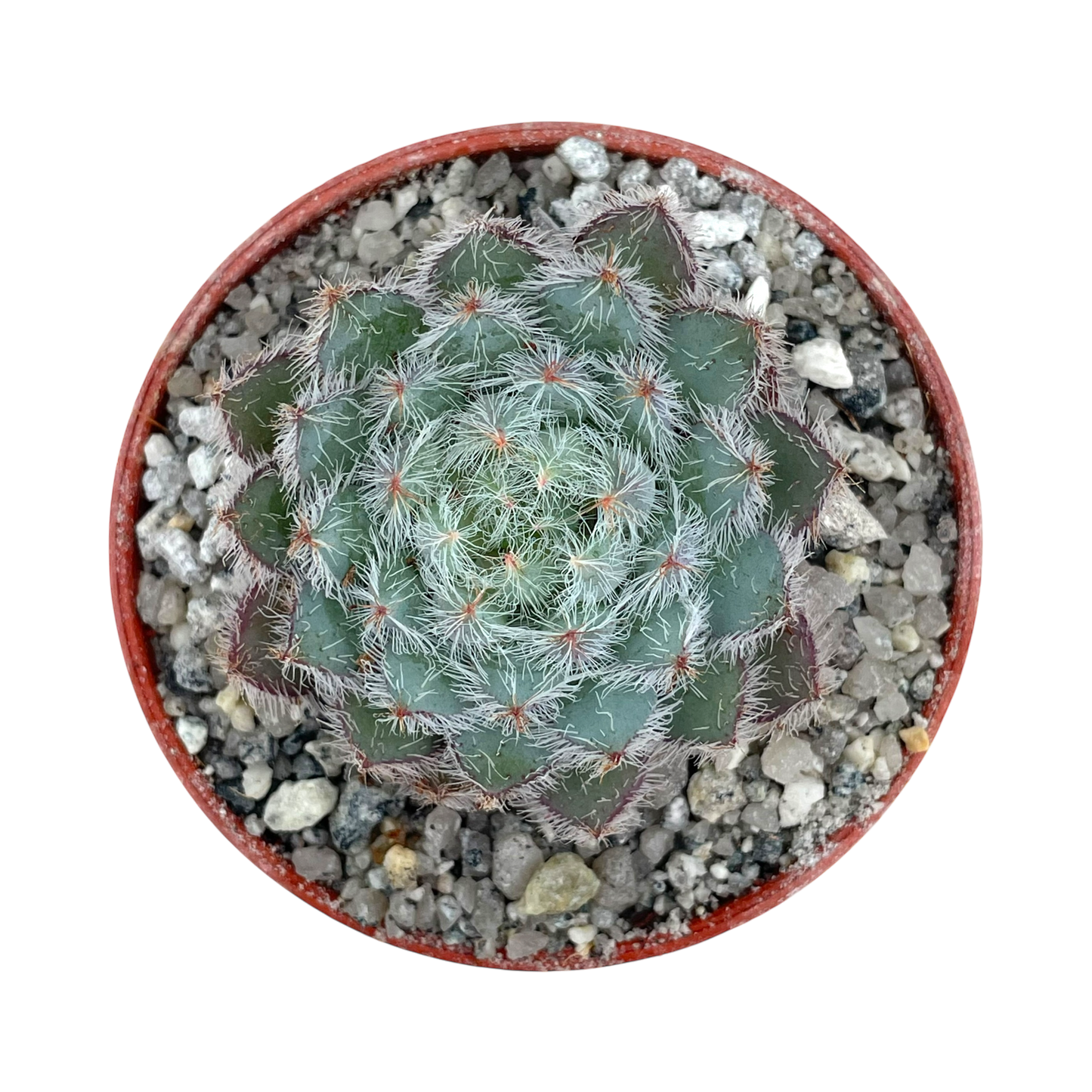 Echeveria 'Tarantula'