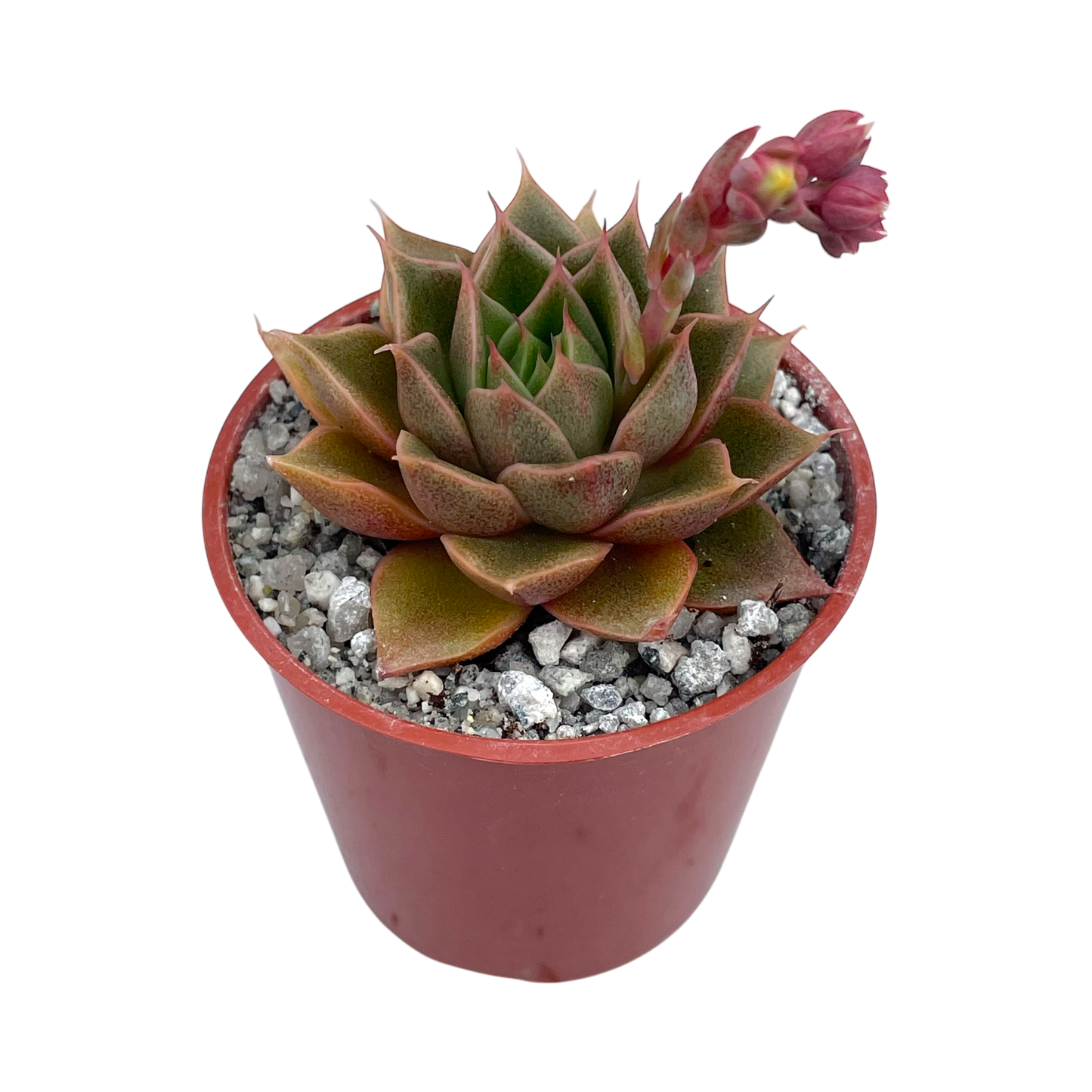Echeveria setorum 'Victor'