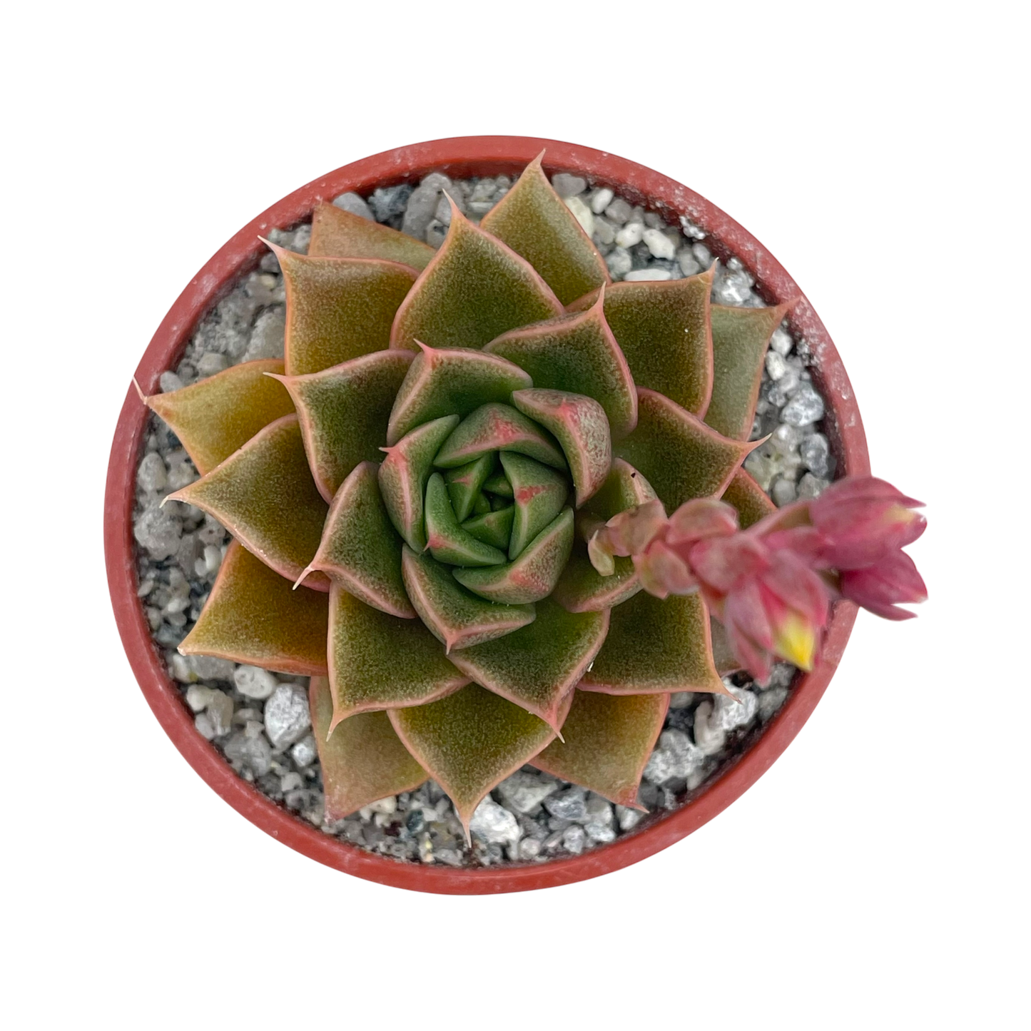 Echeveria setorum 'Victor'