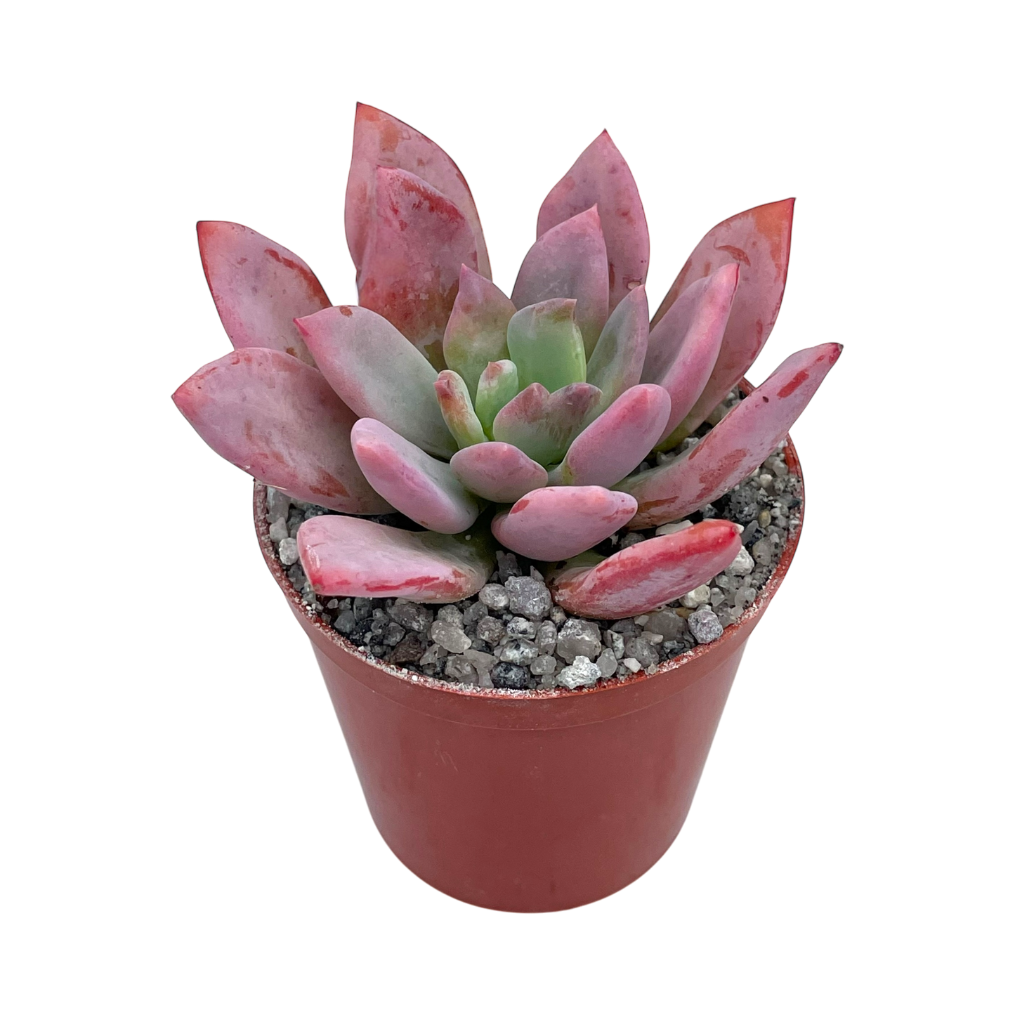 Graptopetalum 'Korayrochi'