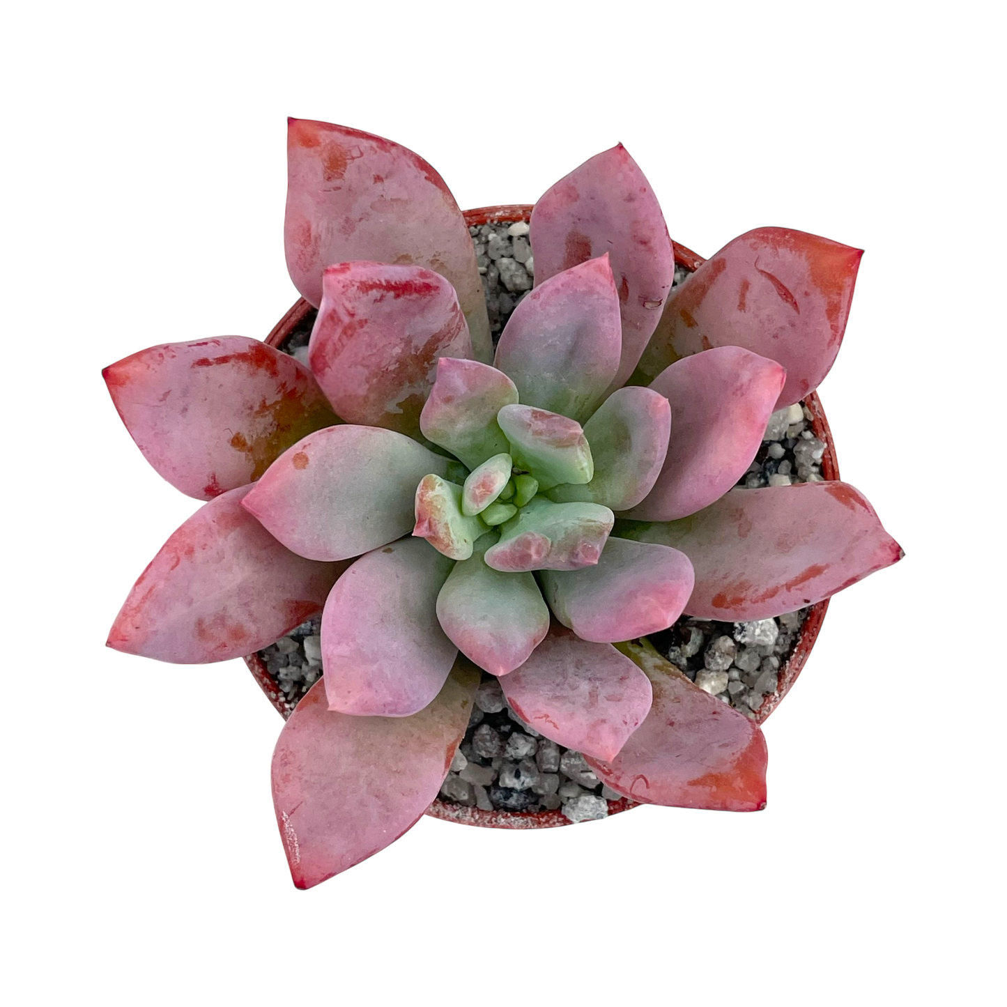 Graptopetalum 'Korayrochi'