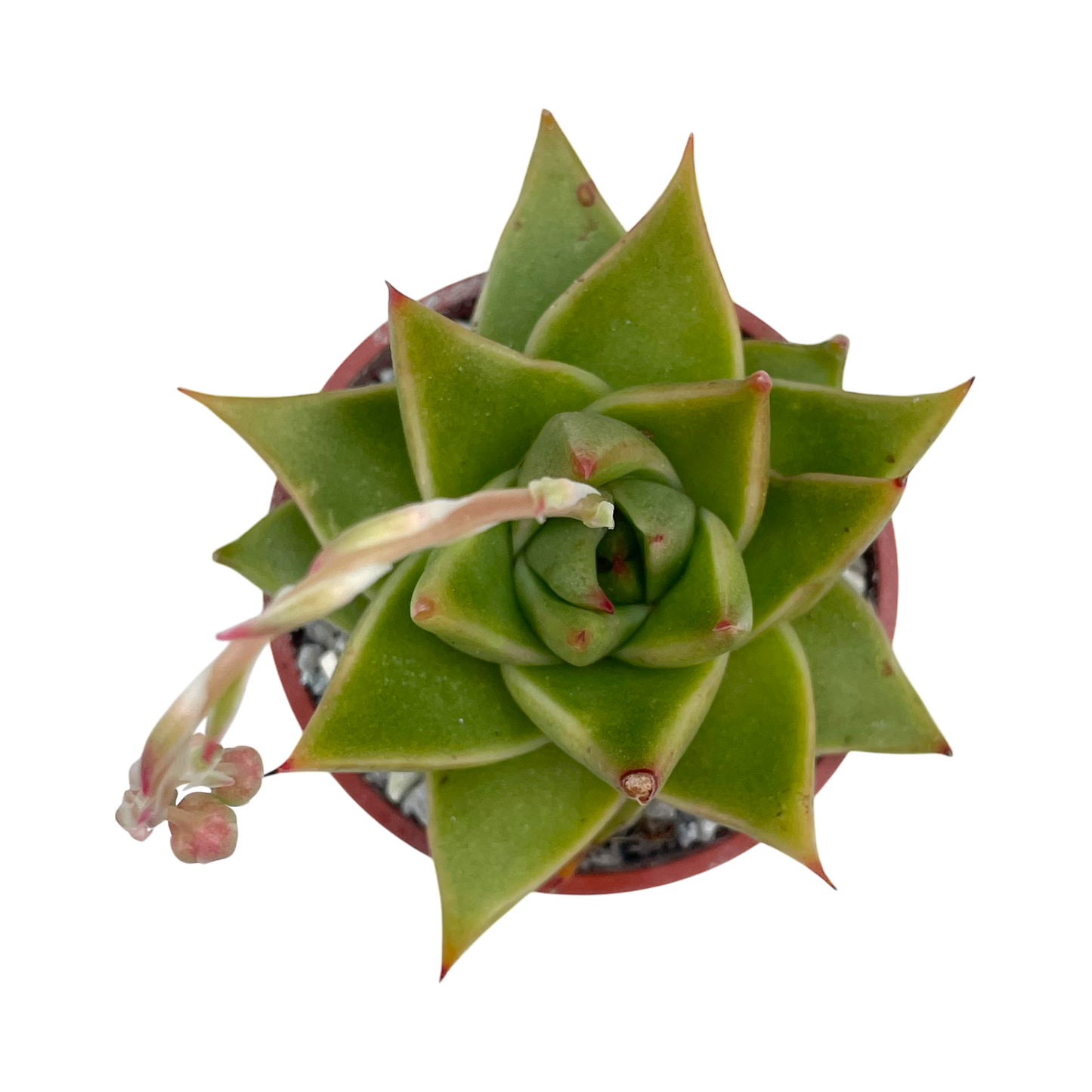 Echeveria purpusorum 'Green Leaf'