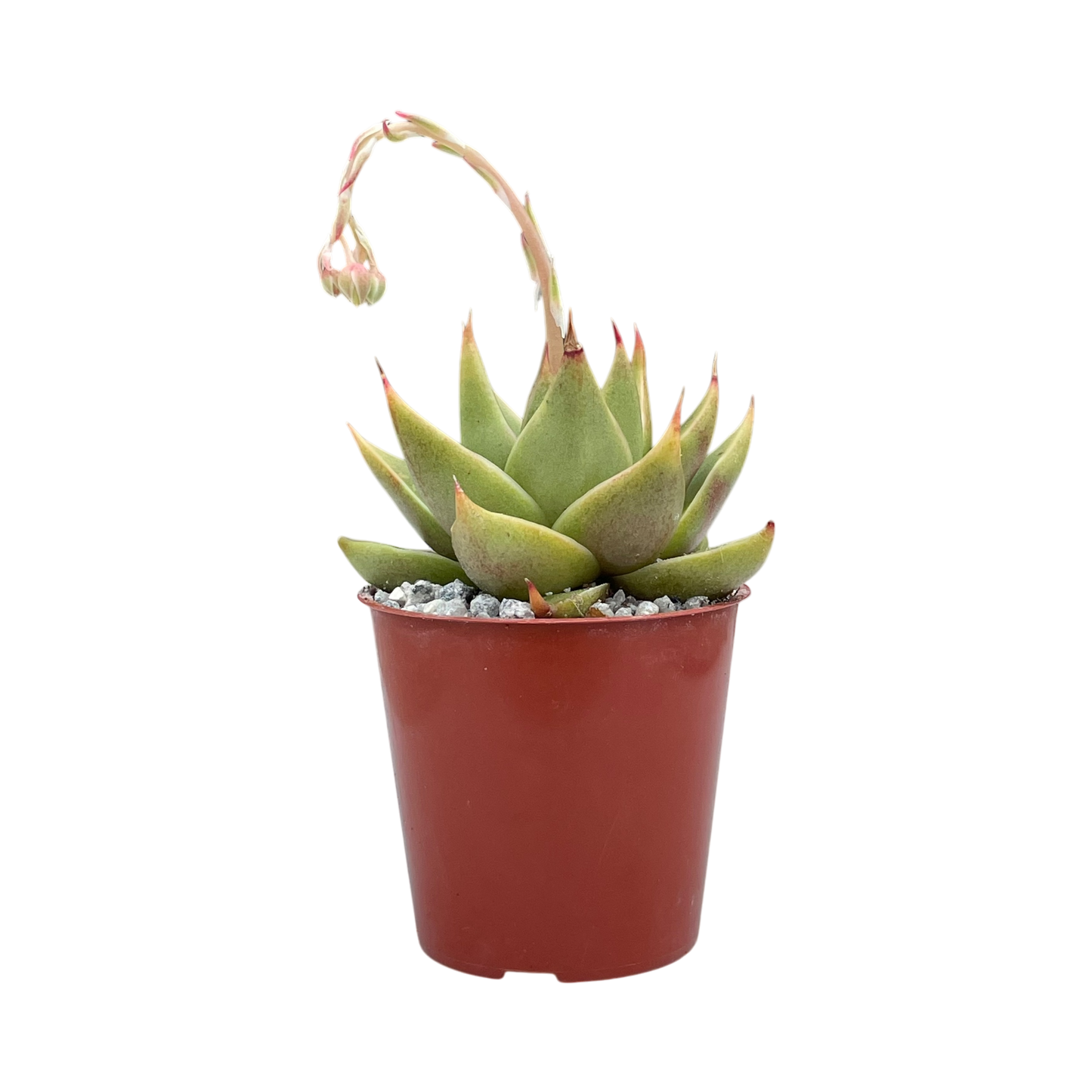 Echeveria purpusorum 'Green Leaf'