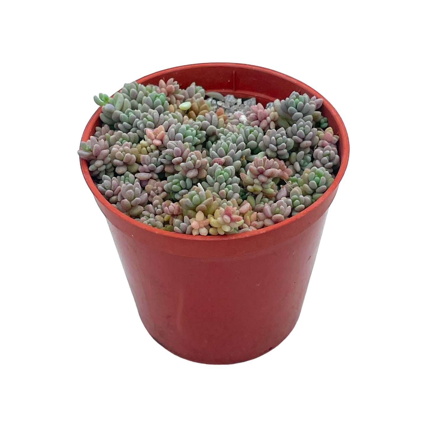 Sedum dasyphyllum minor