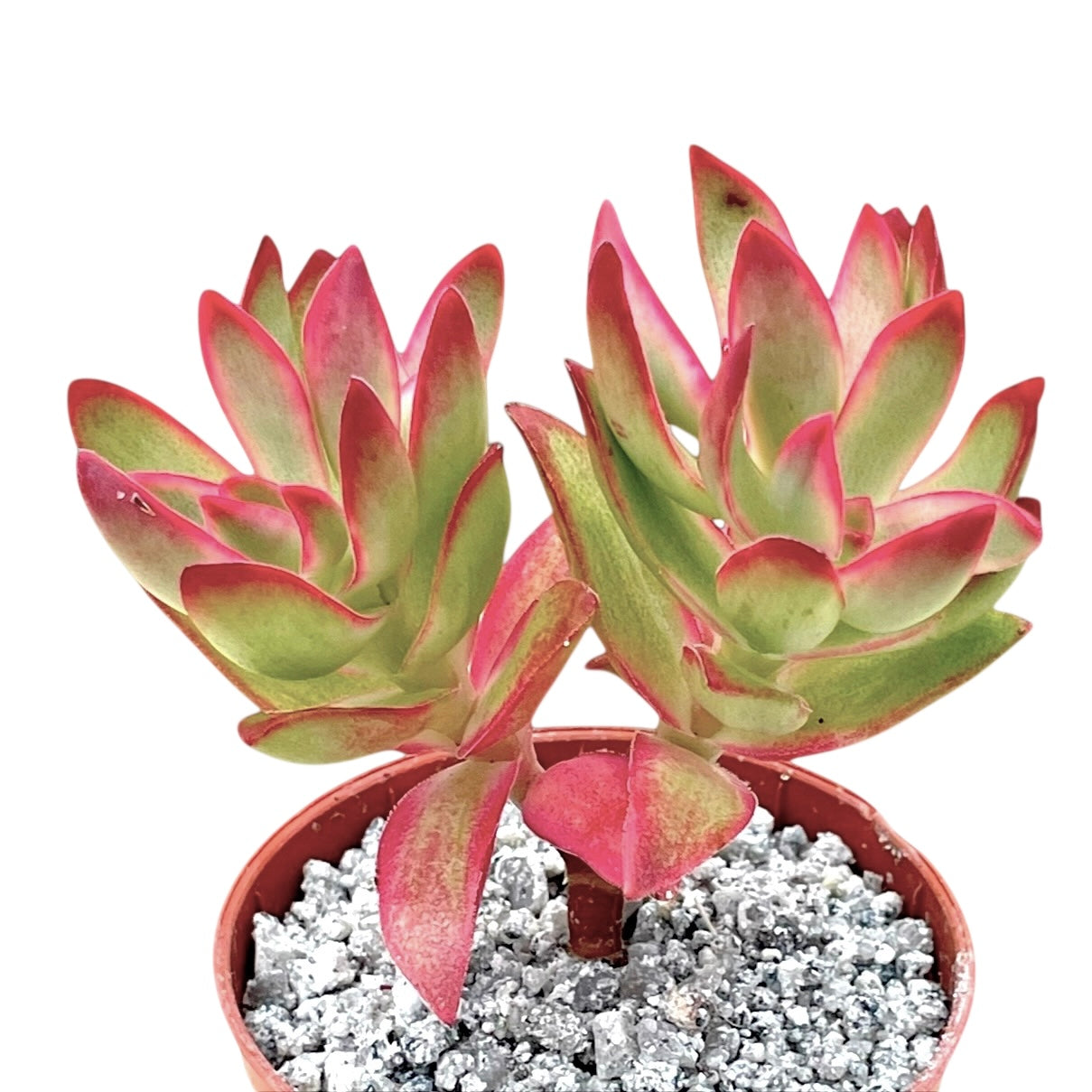 多肉植物  クラッスラ ルブリカウリス　キャンディケイン 抜き苗 クラッスラ 'キャンディケイン' – Surreal Succulents