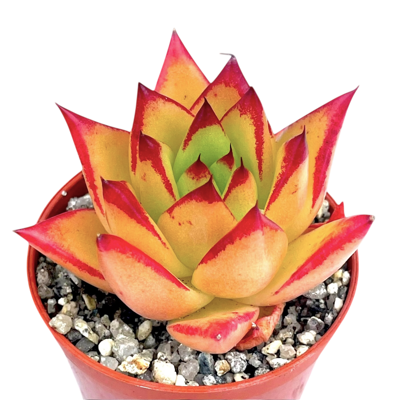 echeveria lipstick succulent Echeveria agavoides 'Lipstick' – Surreal Succulents