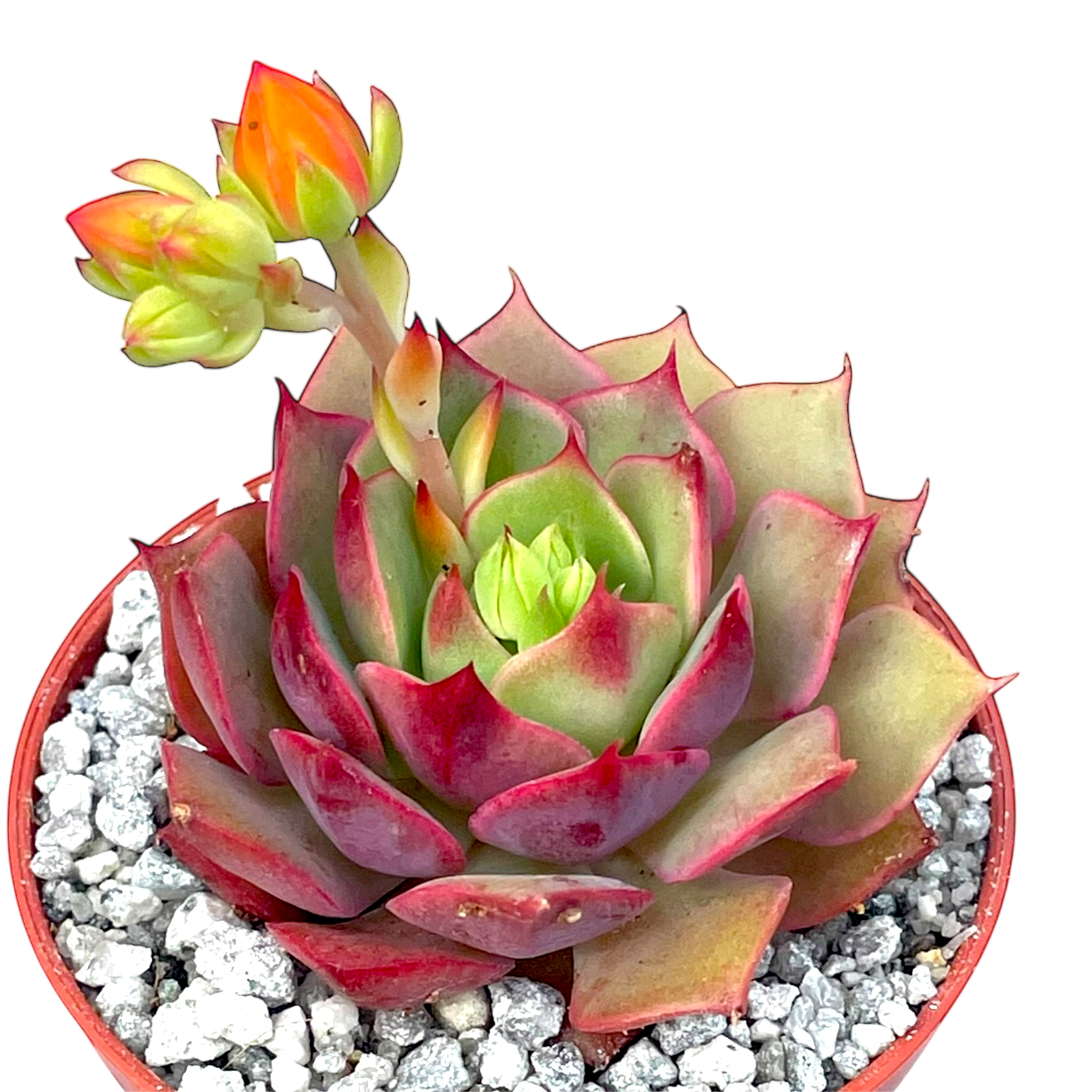 transparent succulent leaves Echeveria 'Ramillette' – Surreal Succulents