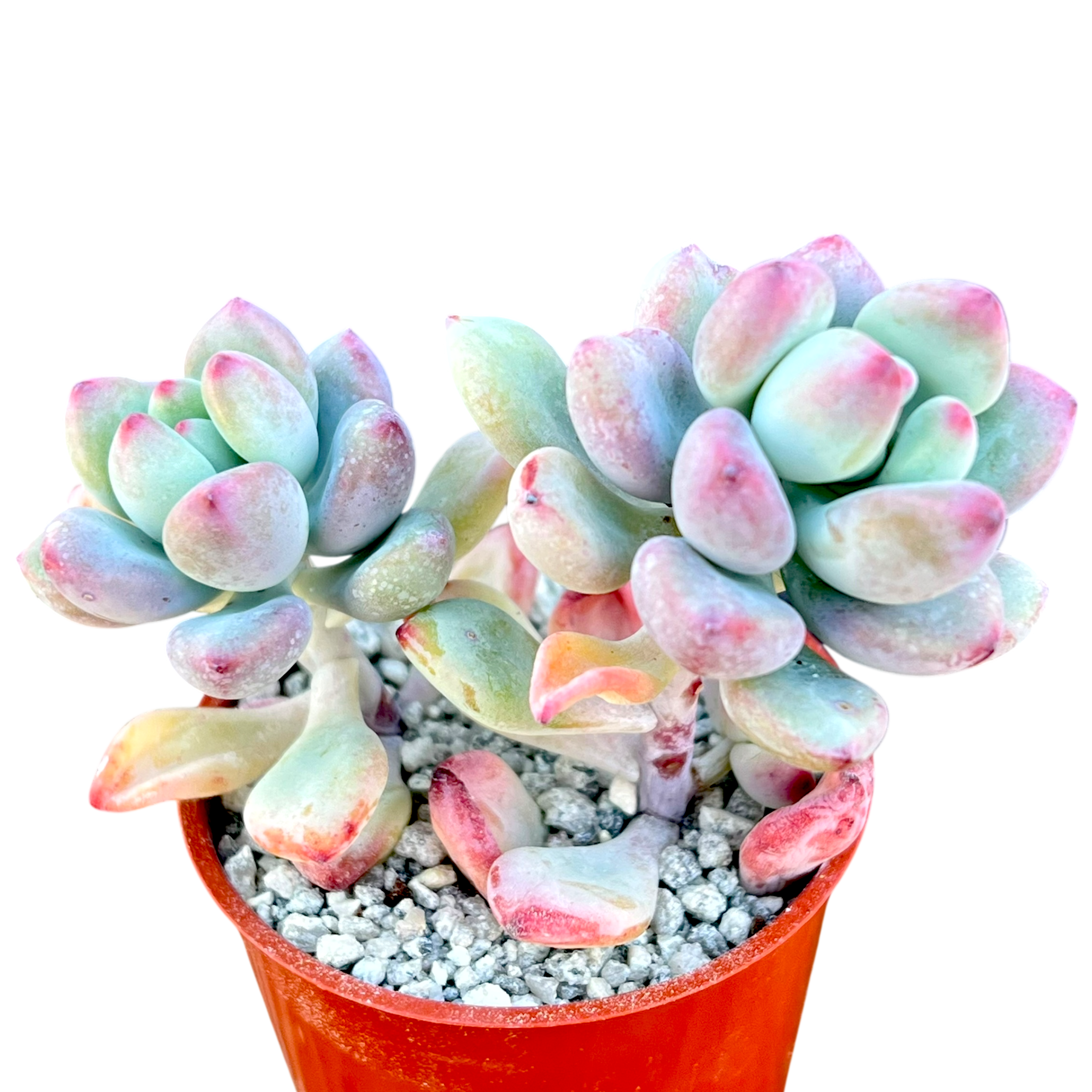 セダム・コンミクストゥム | コミックトム – Surreal Succulents