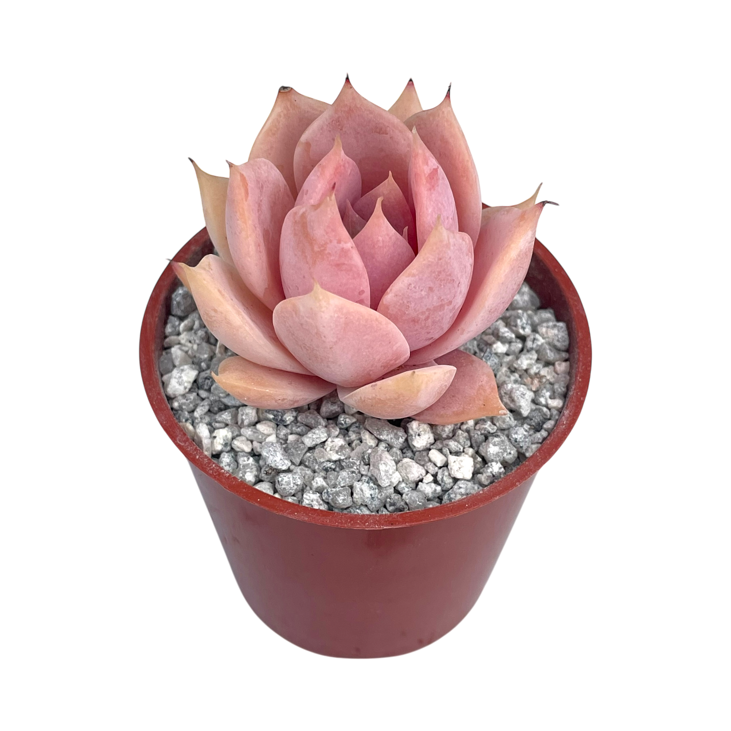 Echeveria 'Misty'