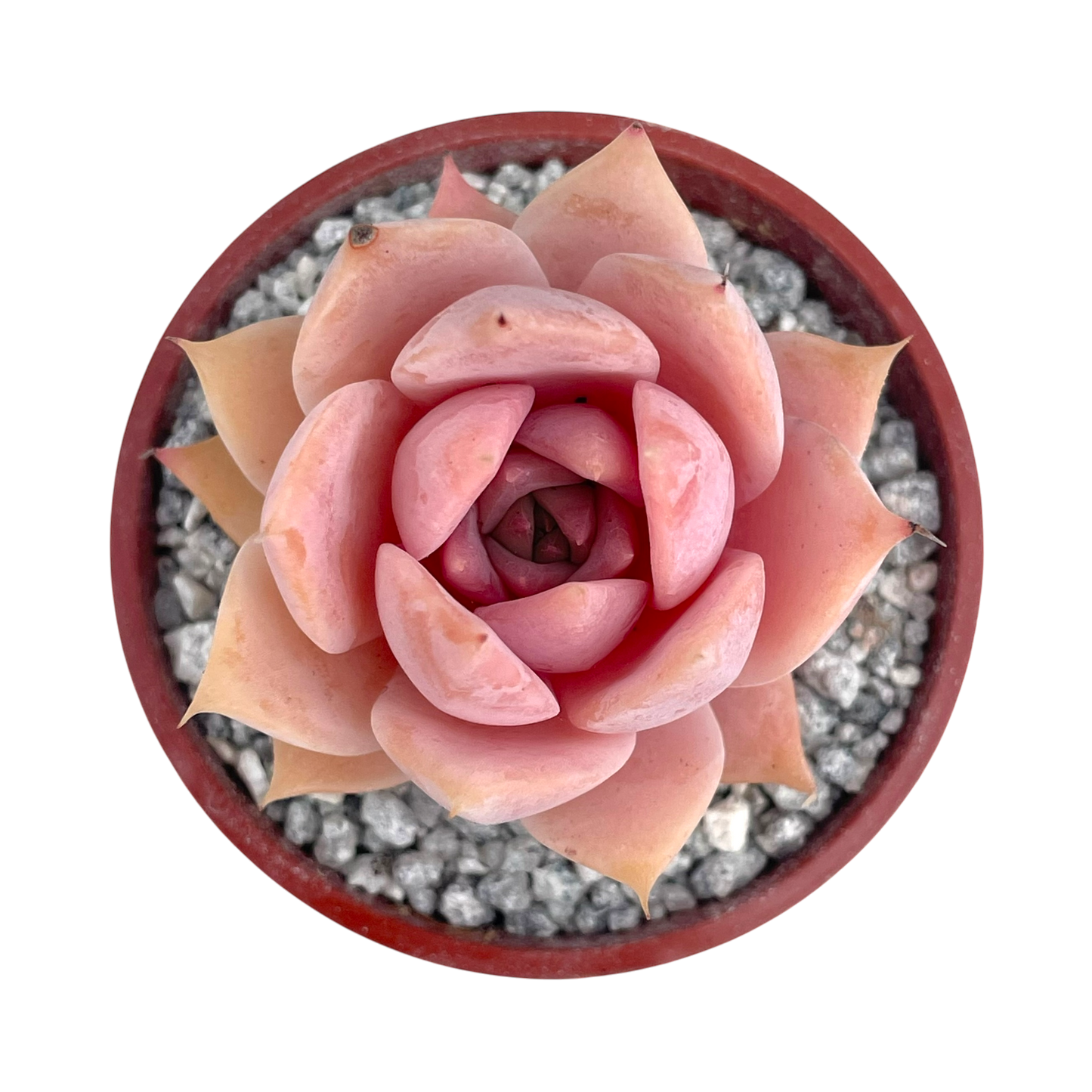 Echeveria 'Misty'