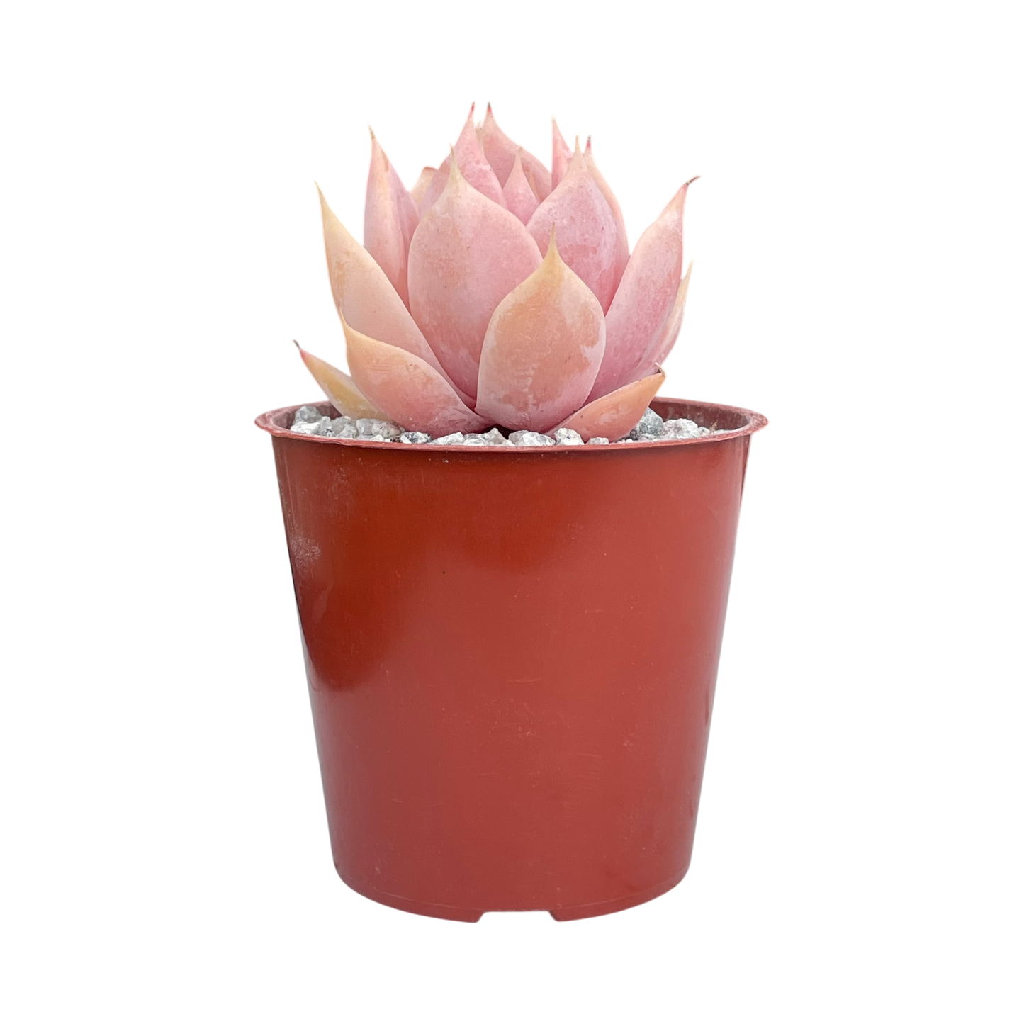 Echeveria 'Misty'