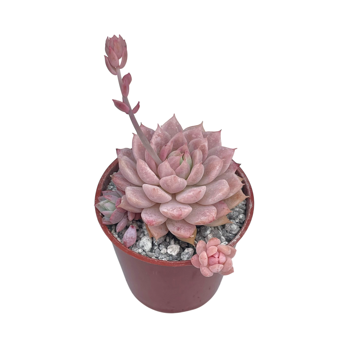 Echeveria prolifica
