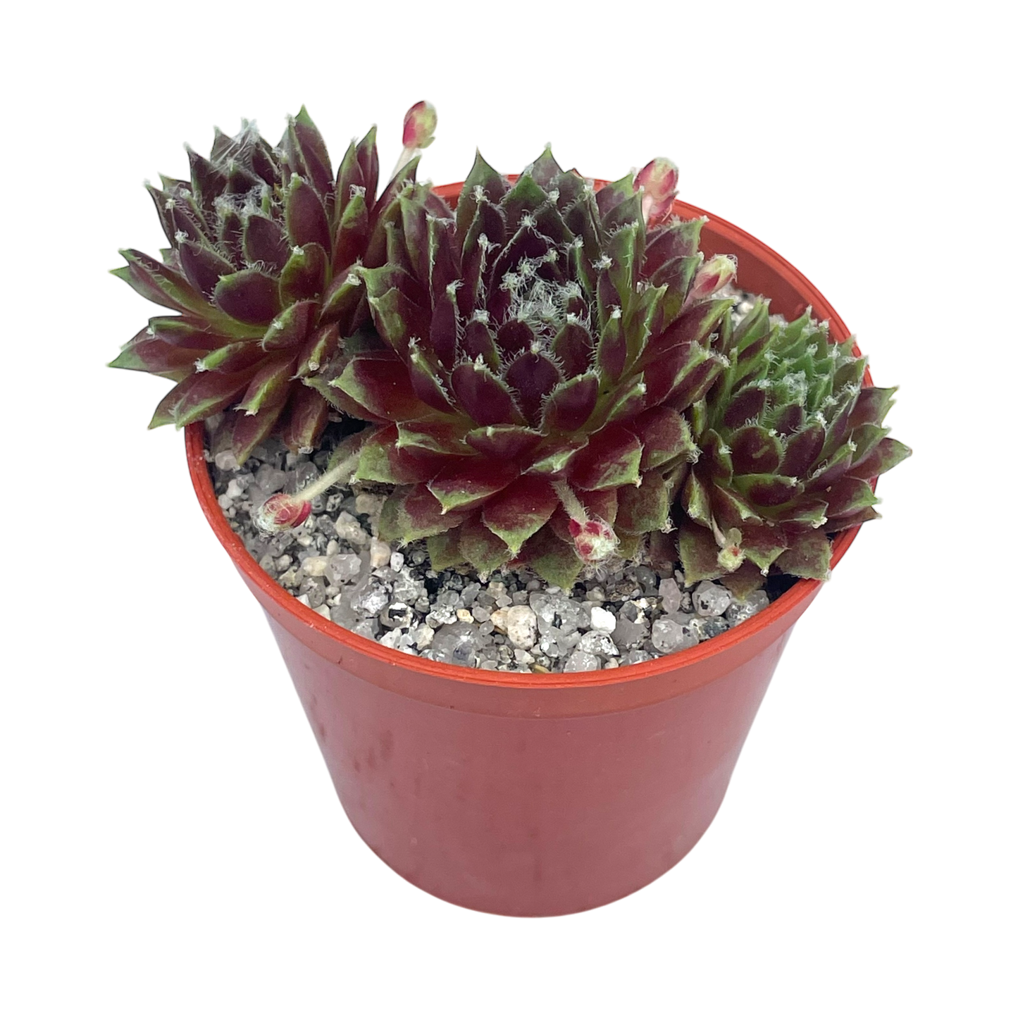 Sempervivum 'Heigham Red'