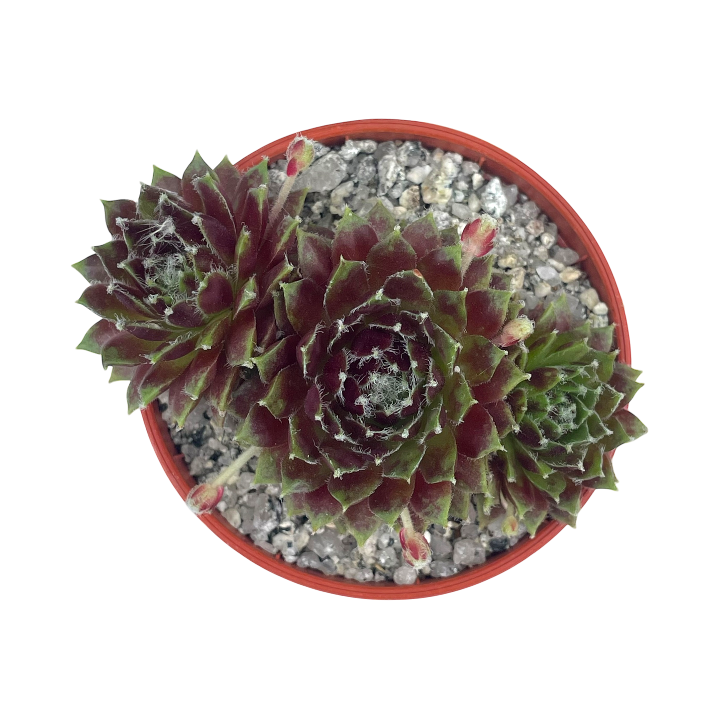 Sempervivum 'Heigham Red'
