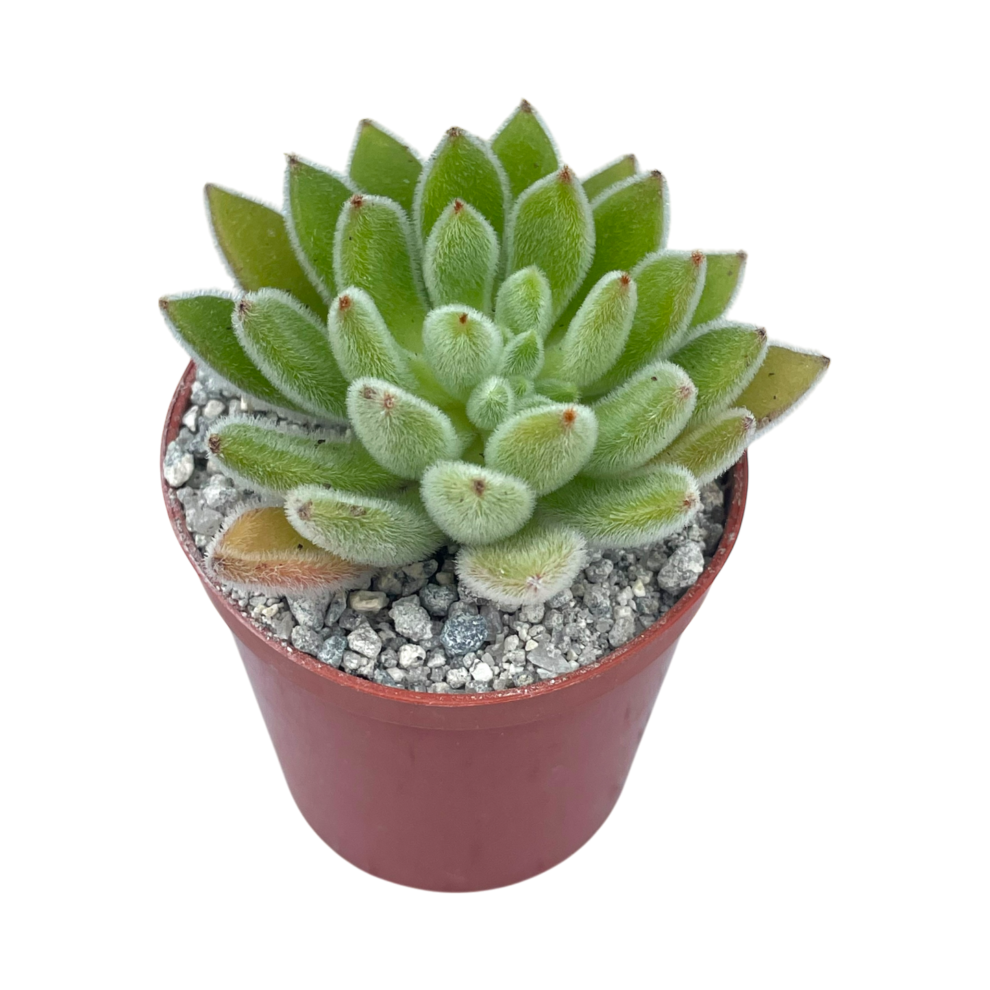 Echeveria 'Set-Oliver'