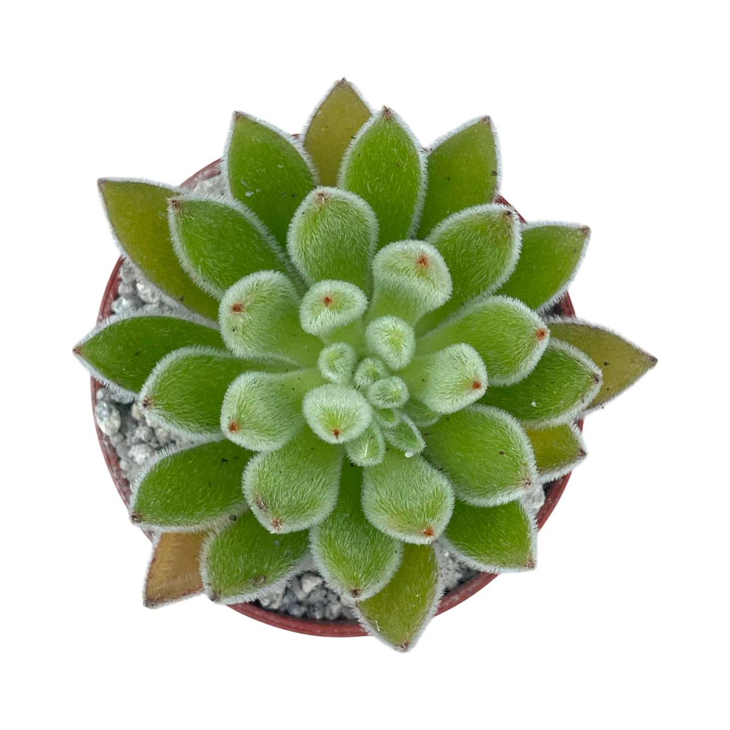 Echeveria 'Set-Oliver'