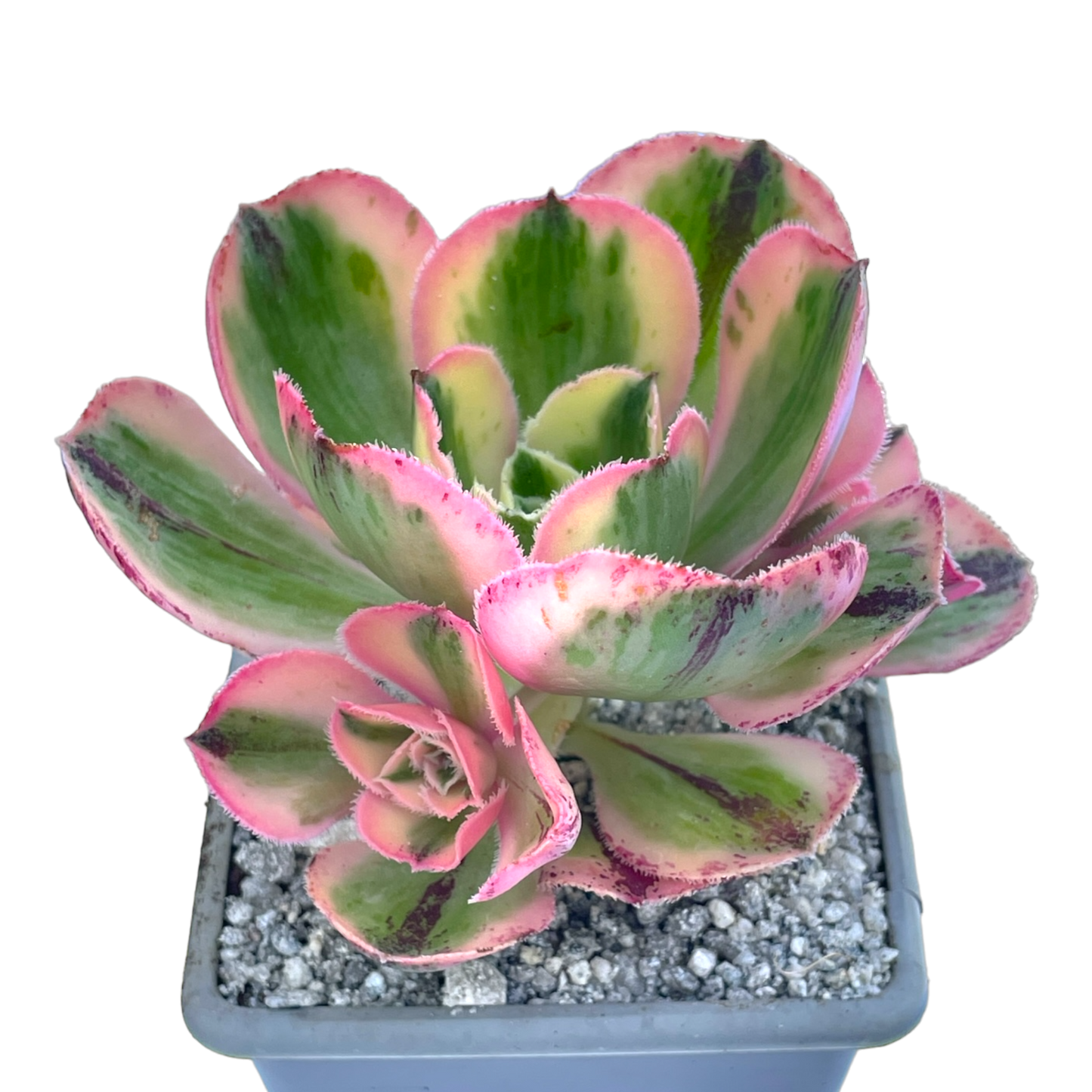 Aeonium 'Marnier Lapostlle' variegata