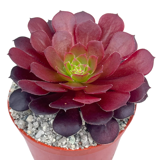 Aeonium 'Zwartkin'