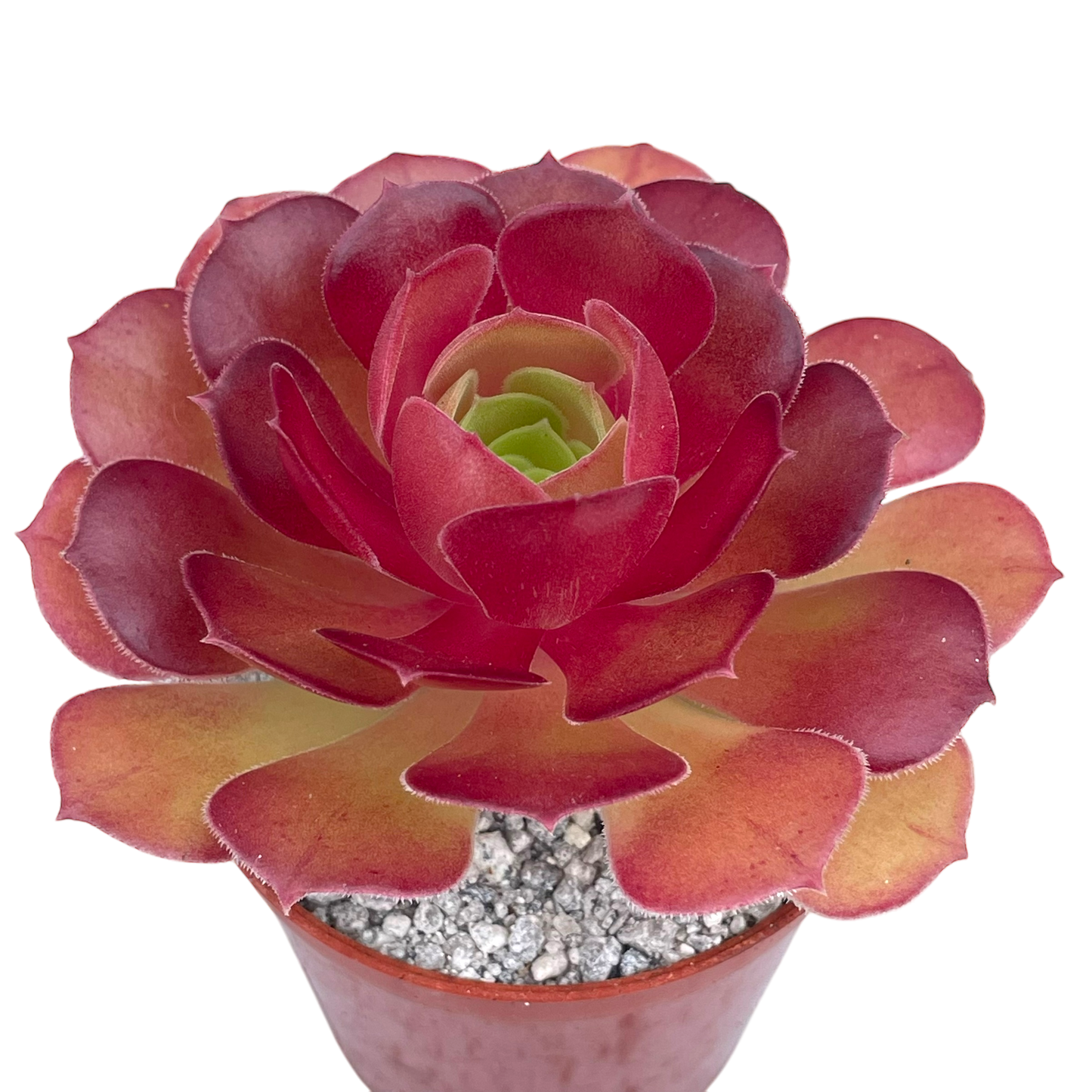 Aeonium 'Durango'