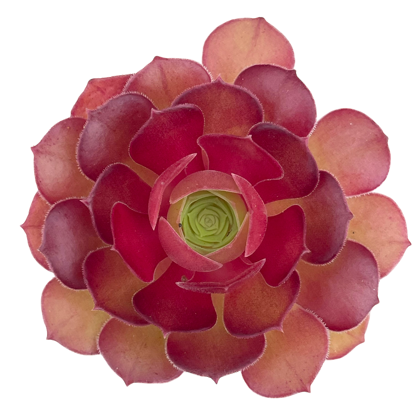 Aeonium 'Durango'