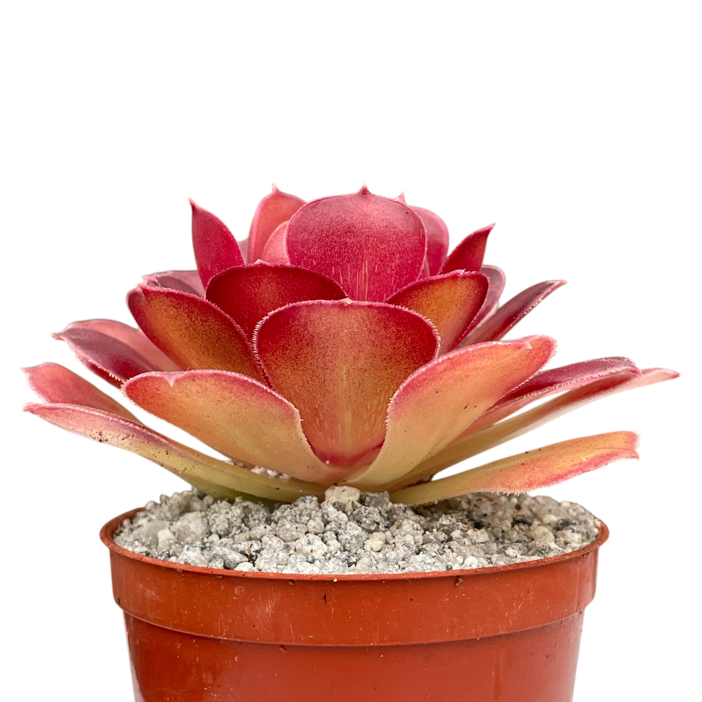 Aeonium 'Durango'