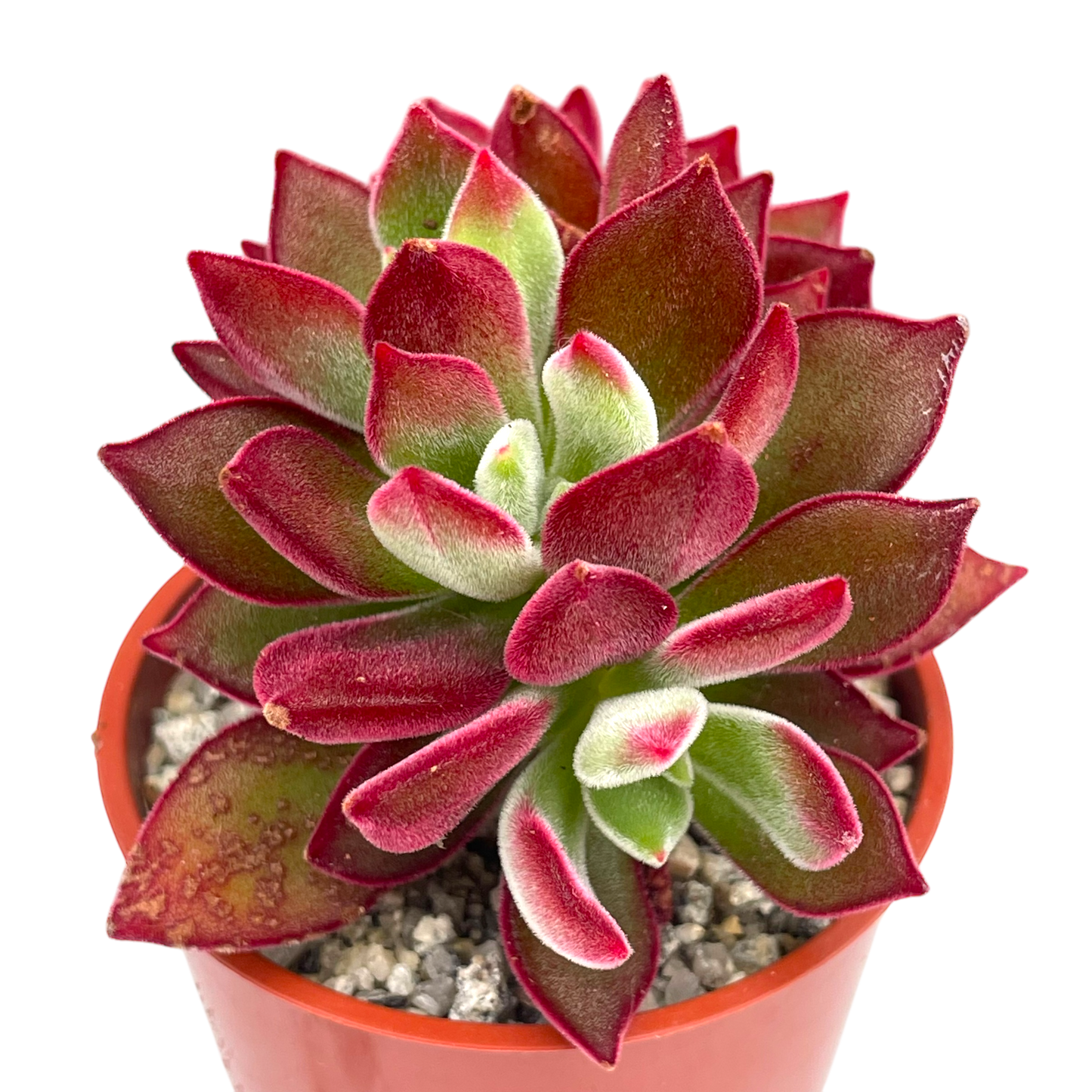 'Velvet Shadows' Surreal Bundle