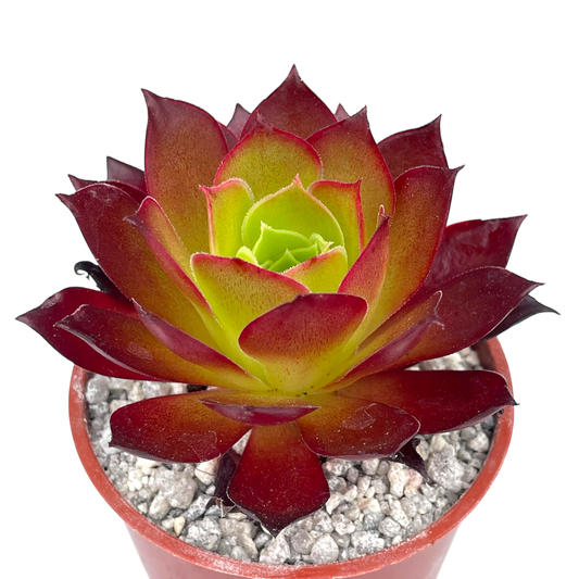 Aeonium 'Phoenix Flame'