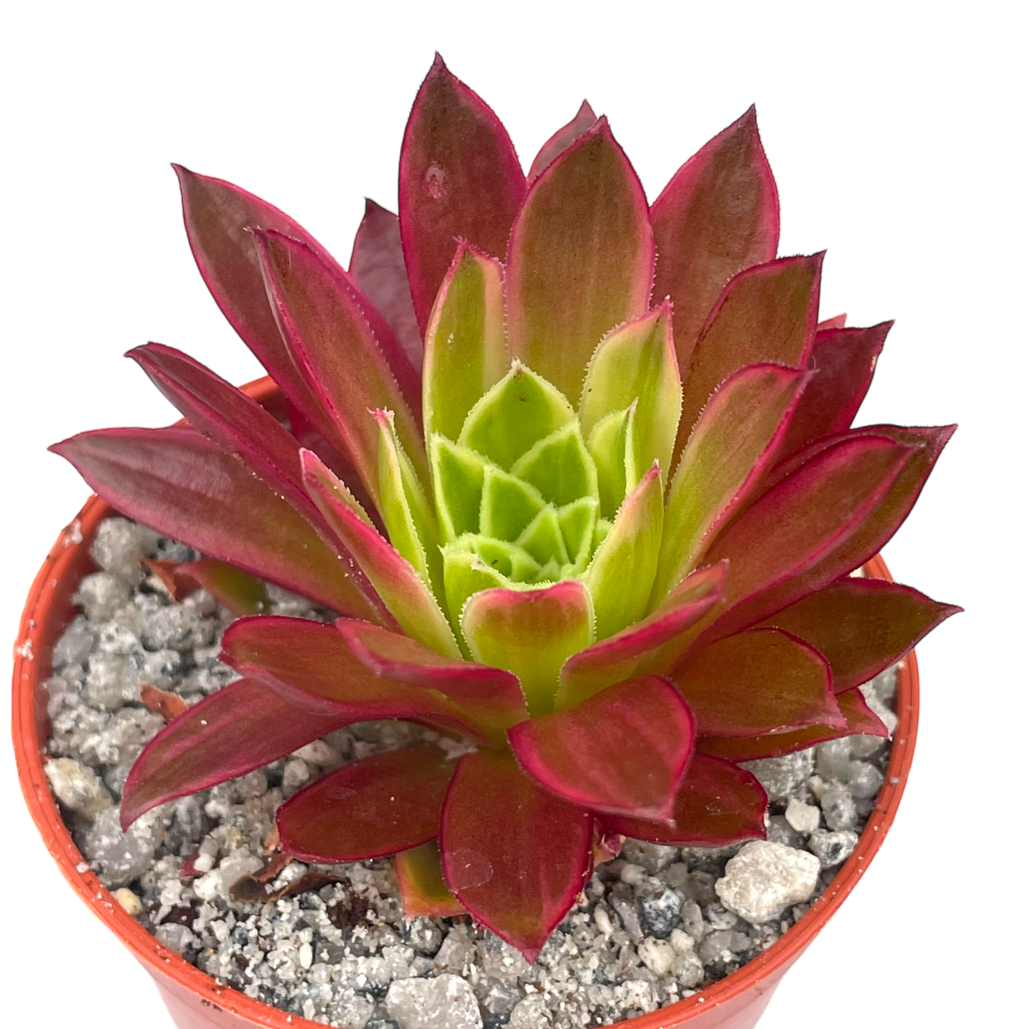 Aeonium 'Phoenix Flame' variegata