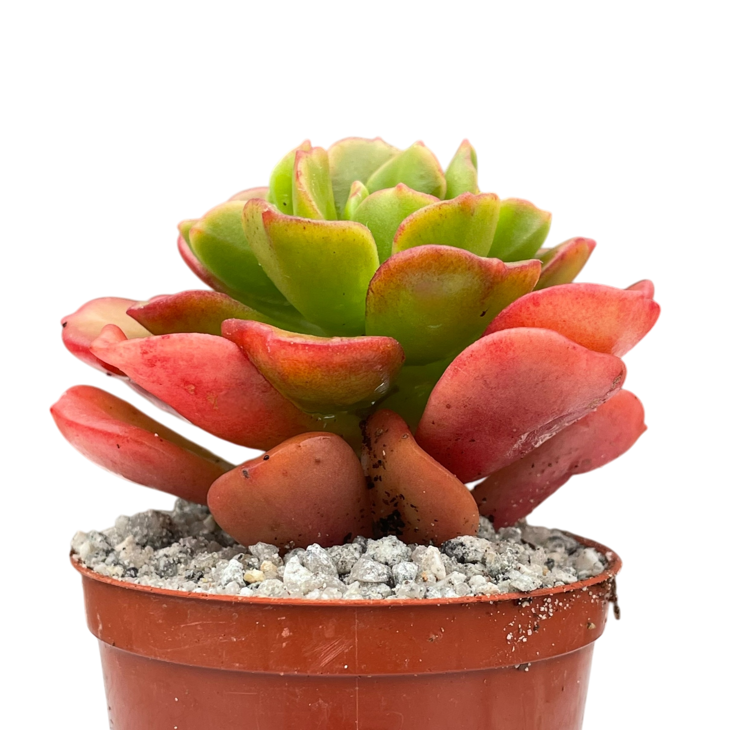 Echeveria multicaulis