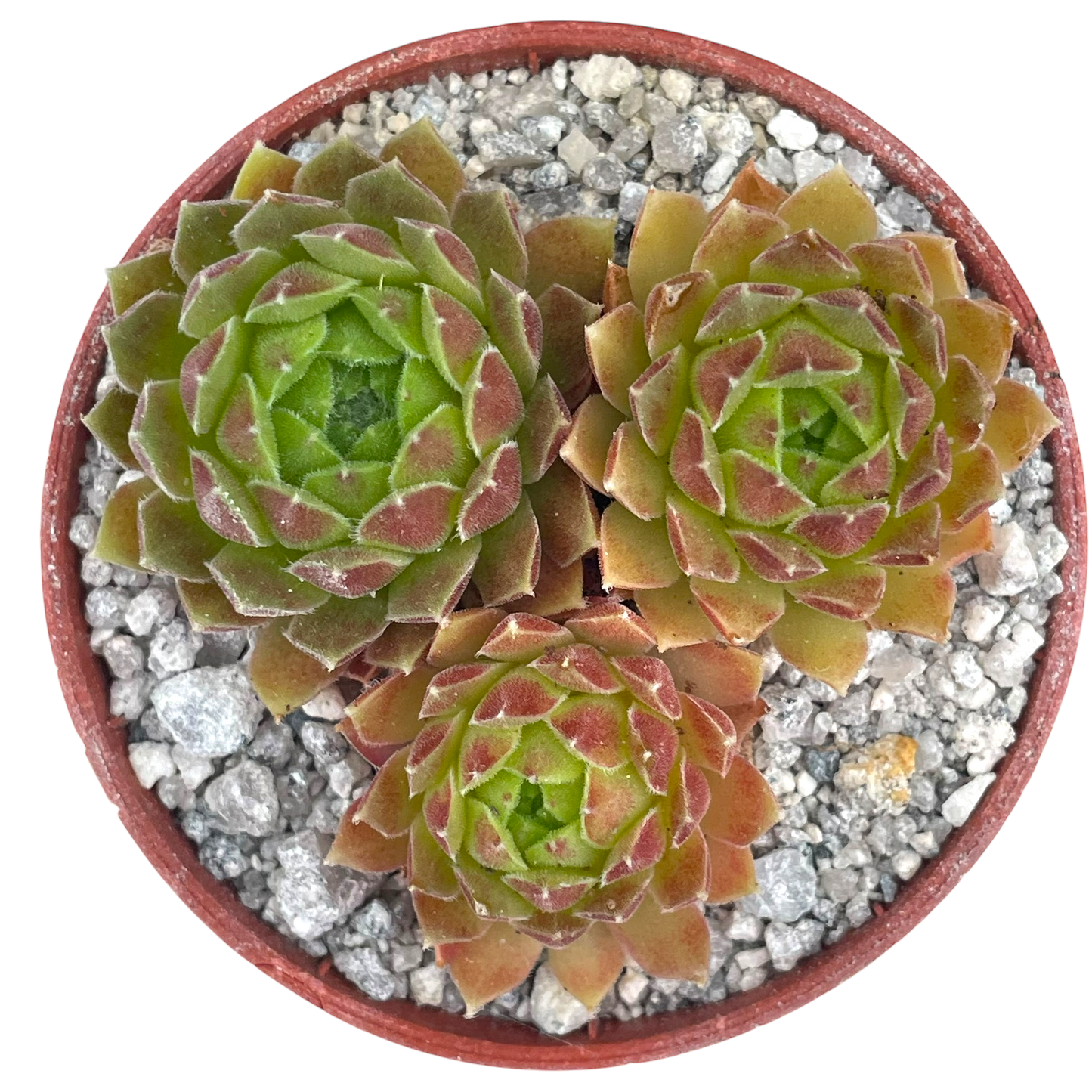 Sempervivum 'Frothy Coffee'