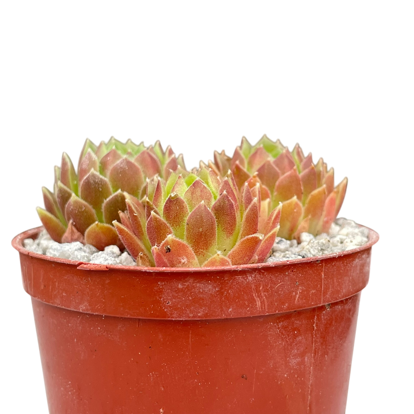 Sempervivum 'Frothy Coffee'