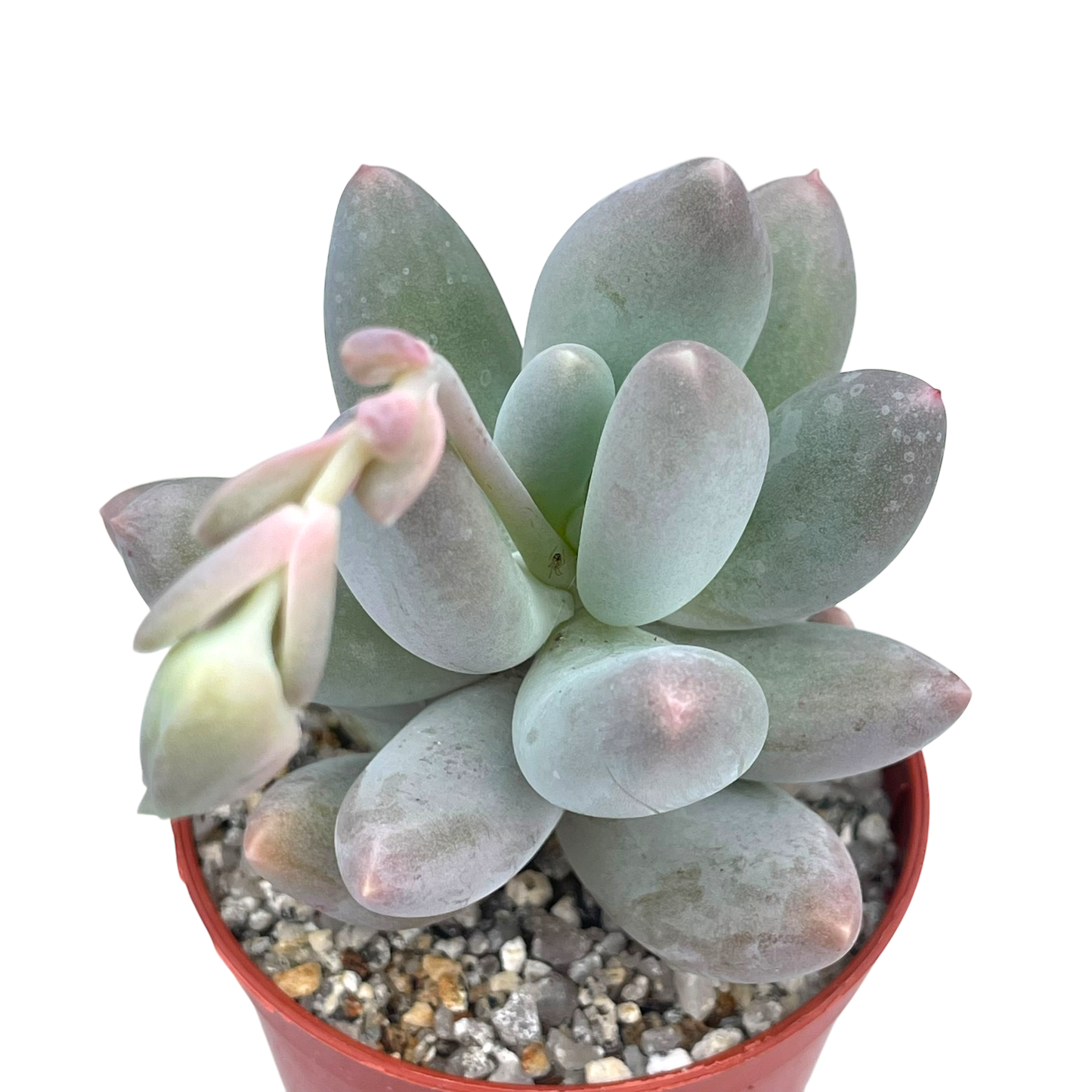 Pachyphytum 'Twilight'