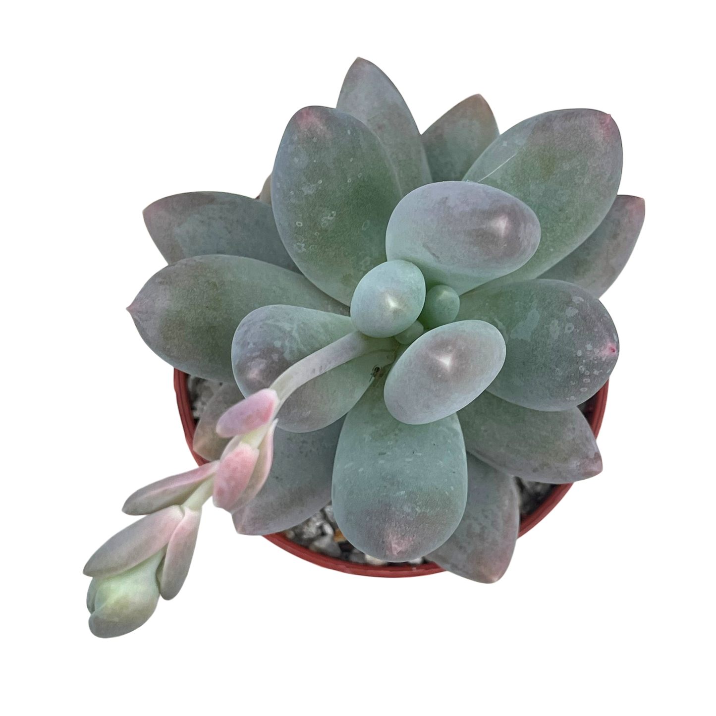 Pachyphytum 'Twilight'