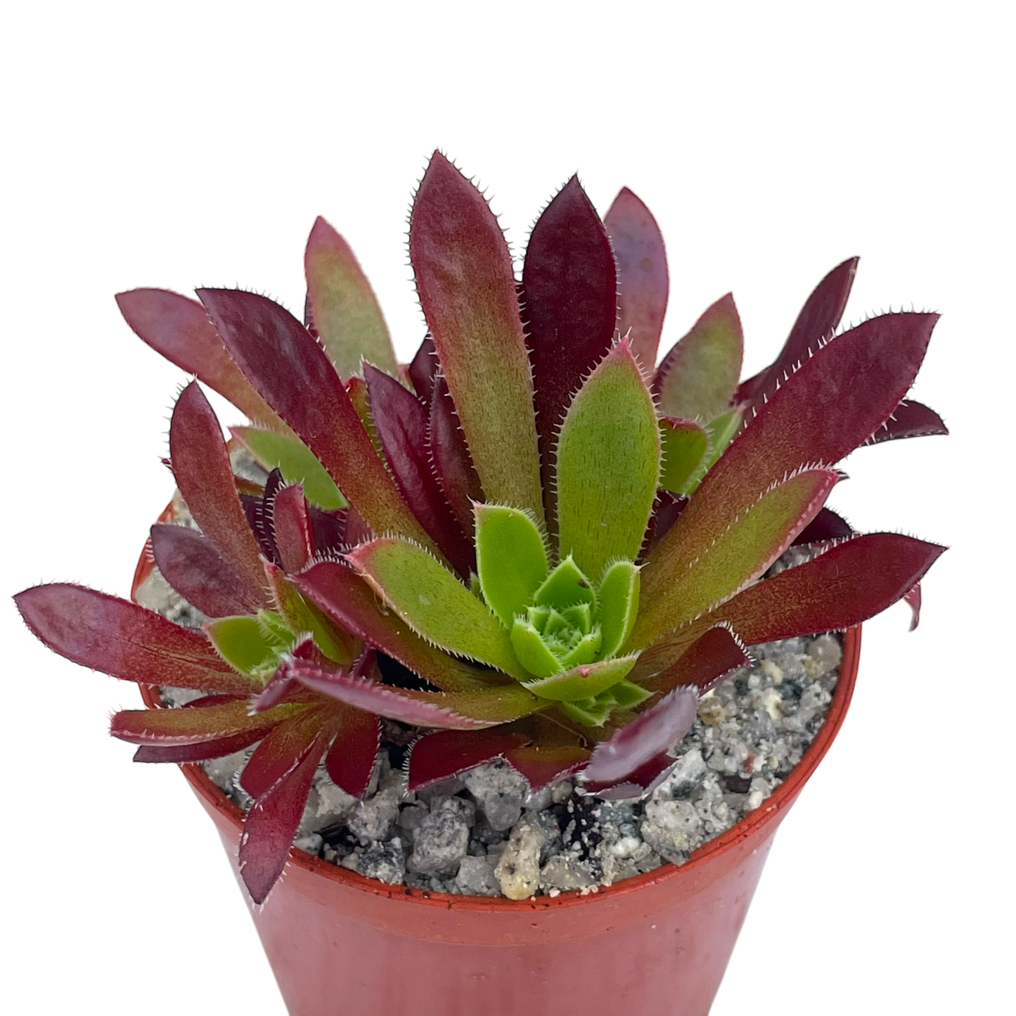 Aeonium 'Cornish Tribute'