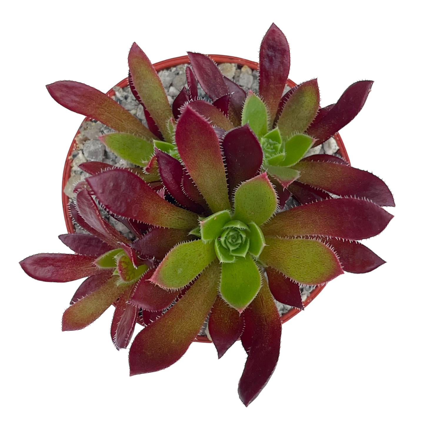 Aeonium 'Cornish Tribute'