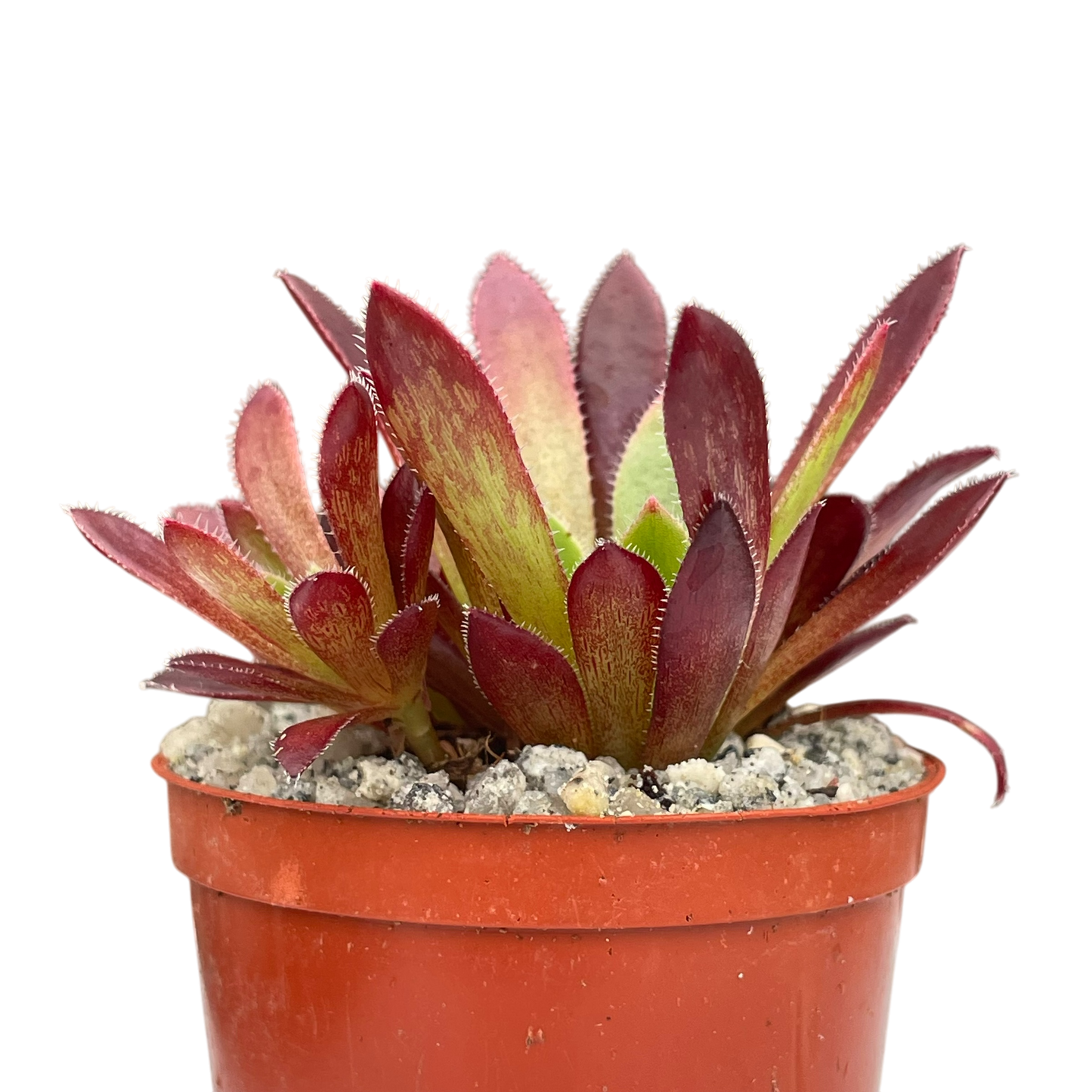 Aeonium 'Cornish Tribute'