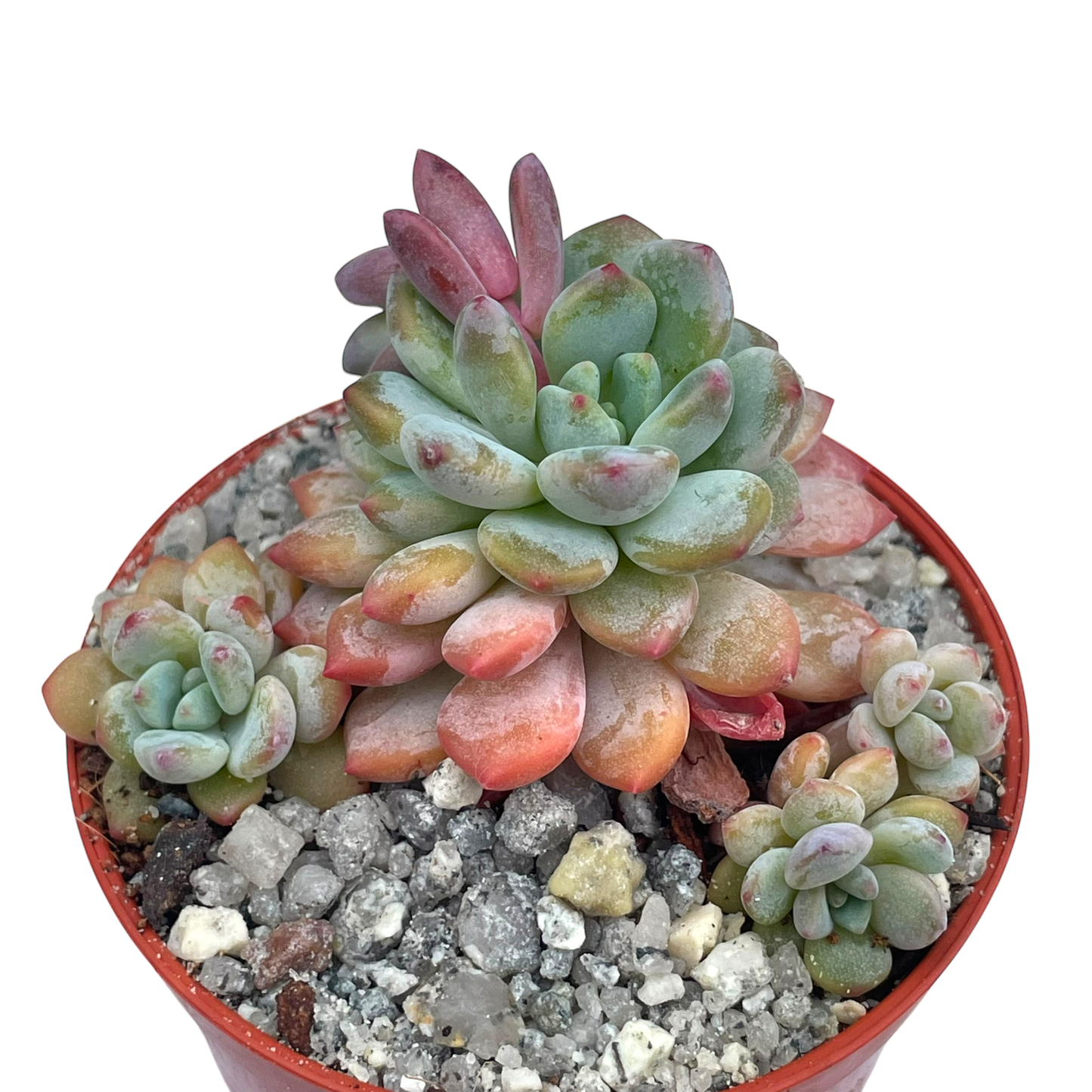 x Sedeveria 'Blue Elf'
