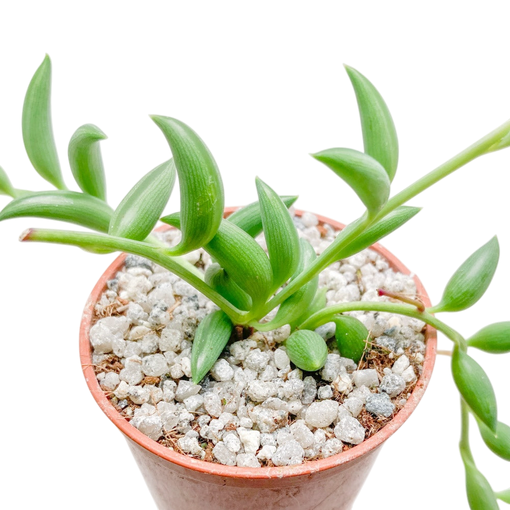 banana plant indoor succulent Curio radicans