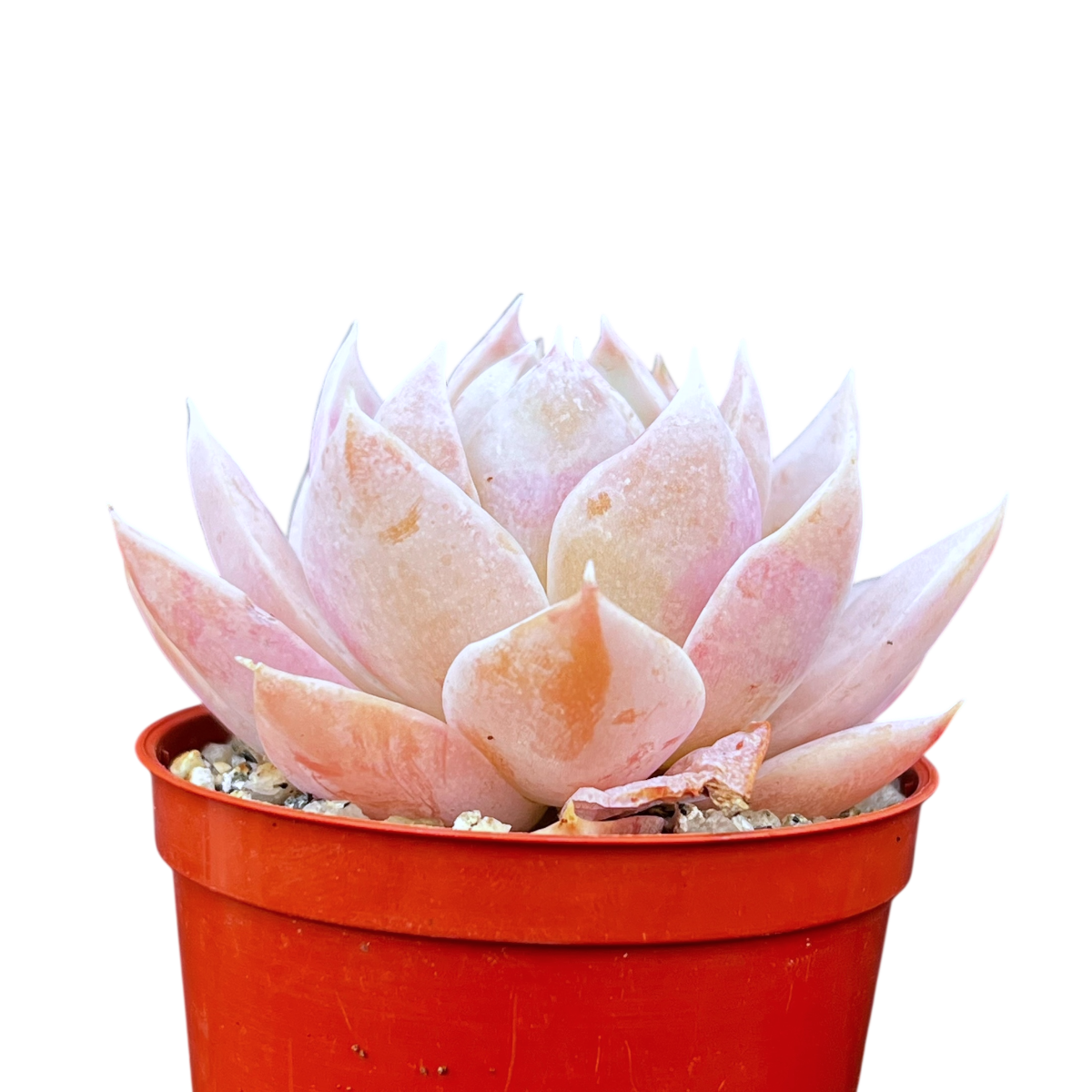 Sedum suaveolens