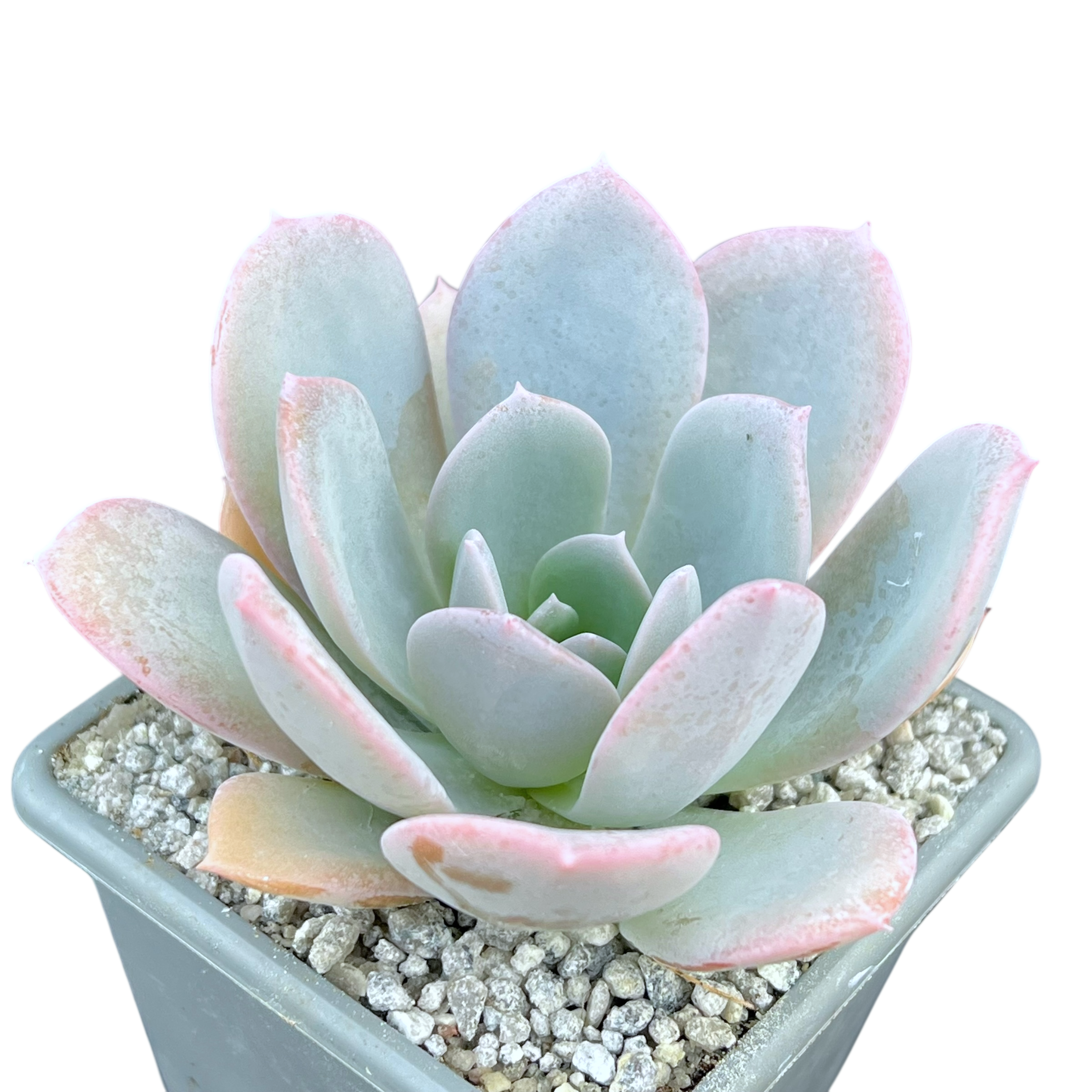 blue star succulent Echeveria 'Blue Star' – Surreal Succulents