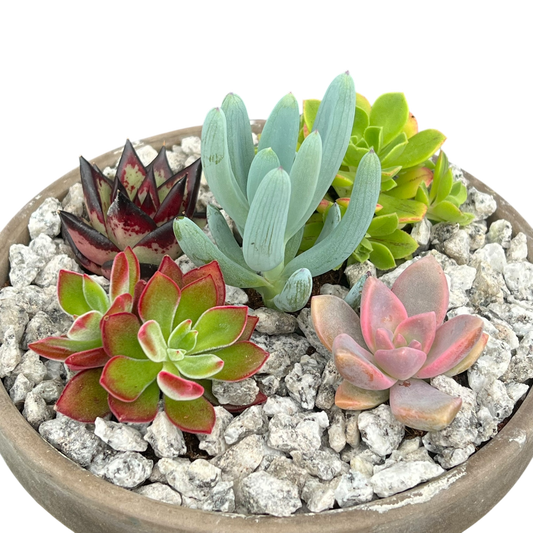 'Velvet Shadows' Surreal Bundle