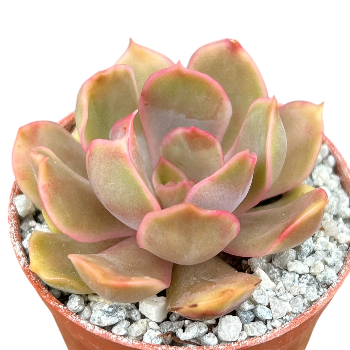 succulent kiss Echeveria 'Kisses' – Surreal Succulents