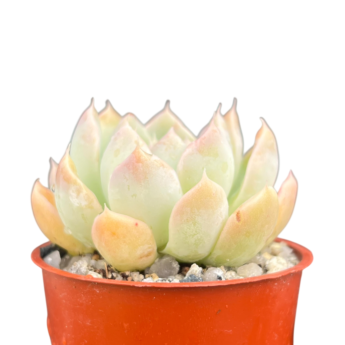 Echeveria sanchez-mejoradae