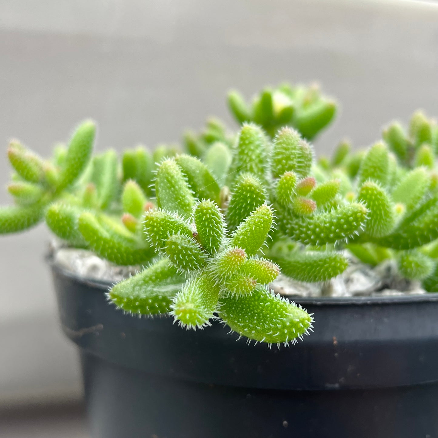 Delosperma echinatum (Pickle Plant)
