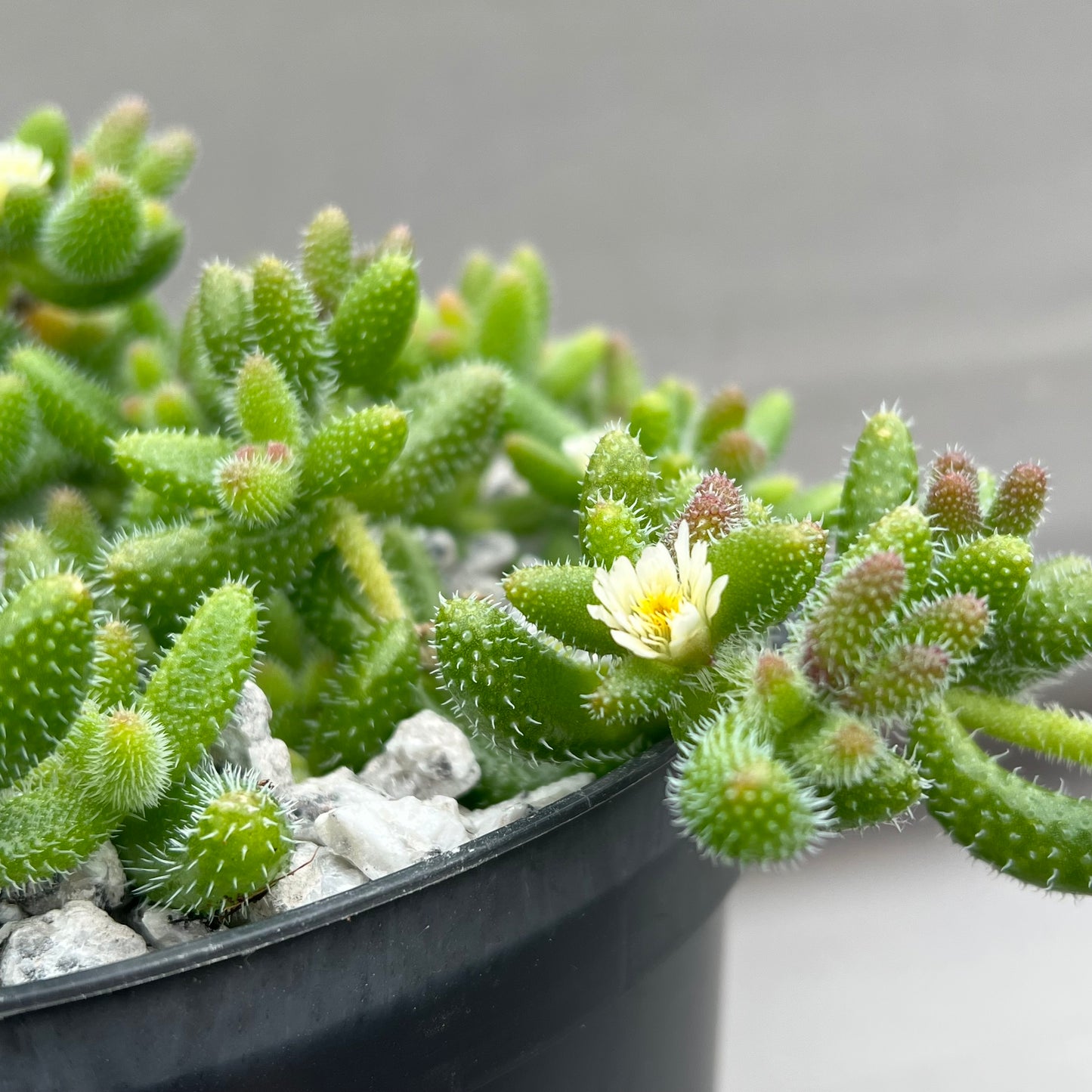 Delosperma echinatum (Pickle Plant)