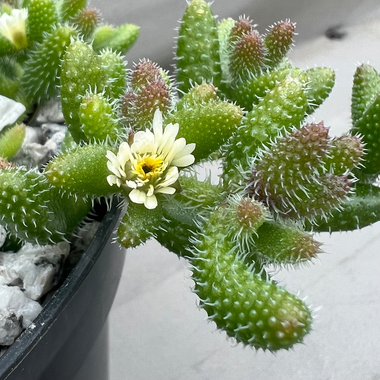 Delosperma echinatum (Pickle Plant)