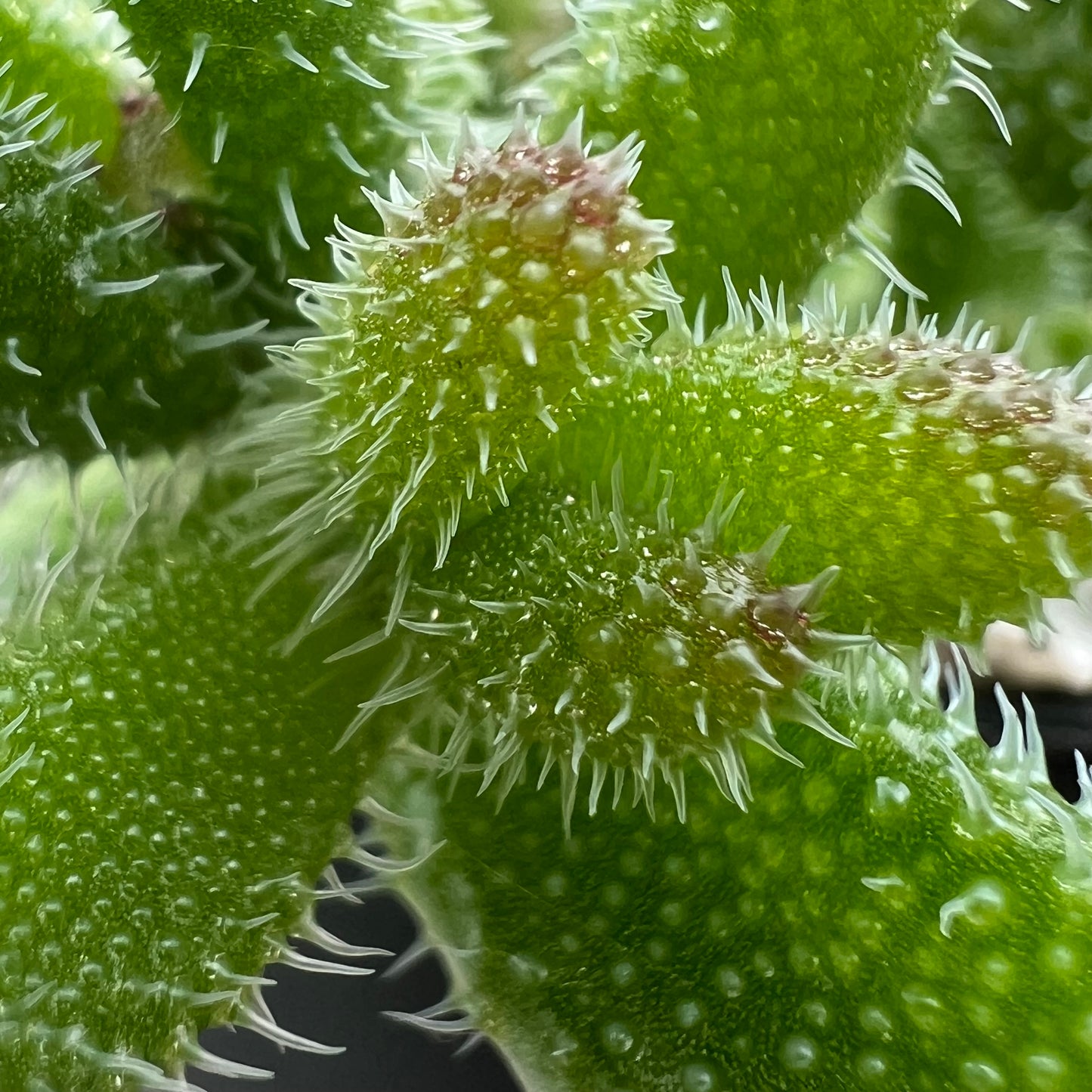 Delosperma echinatum (Pickle Plant)