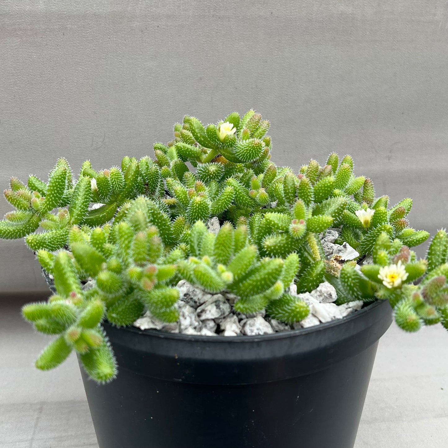 Delosperma echinatum (Pickle Plant)